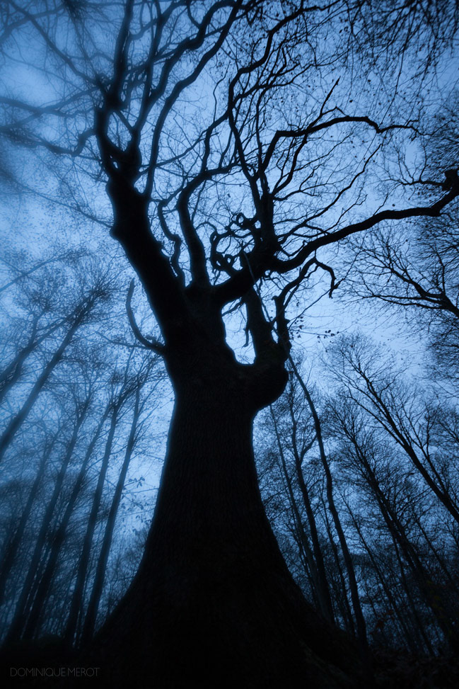 Forêt de Meudon