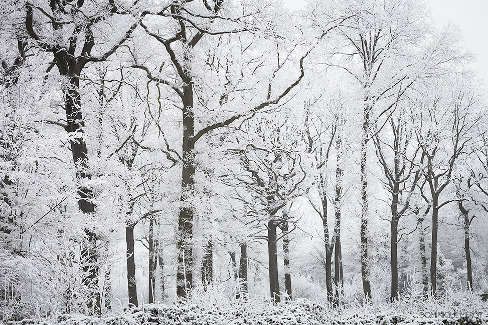 Forêt de Meudon