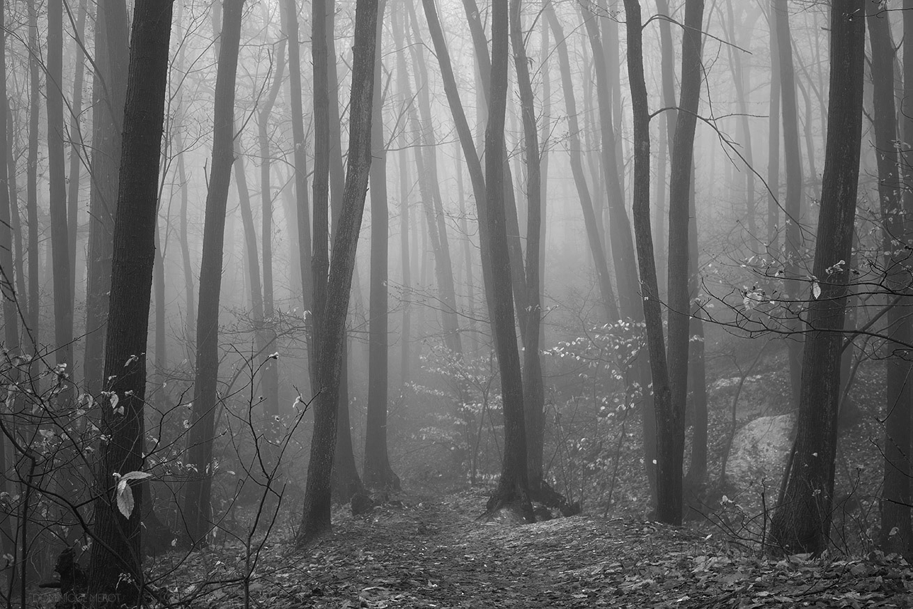 Forêt de Fausses-Reposes