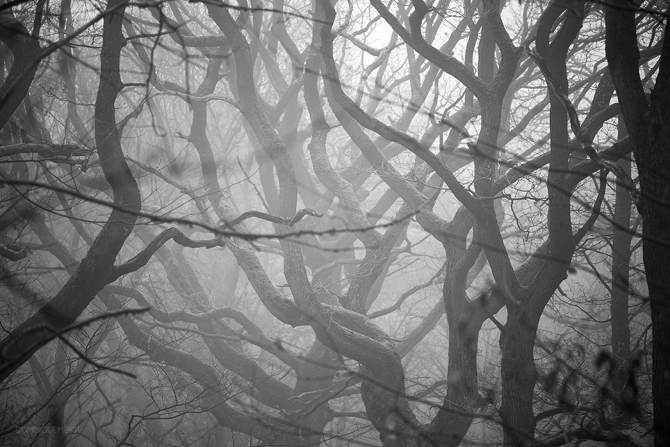 Forêt de Meudon