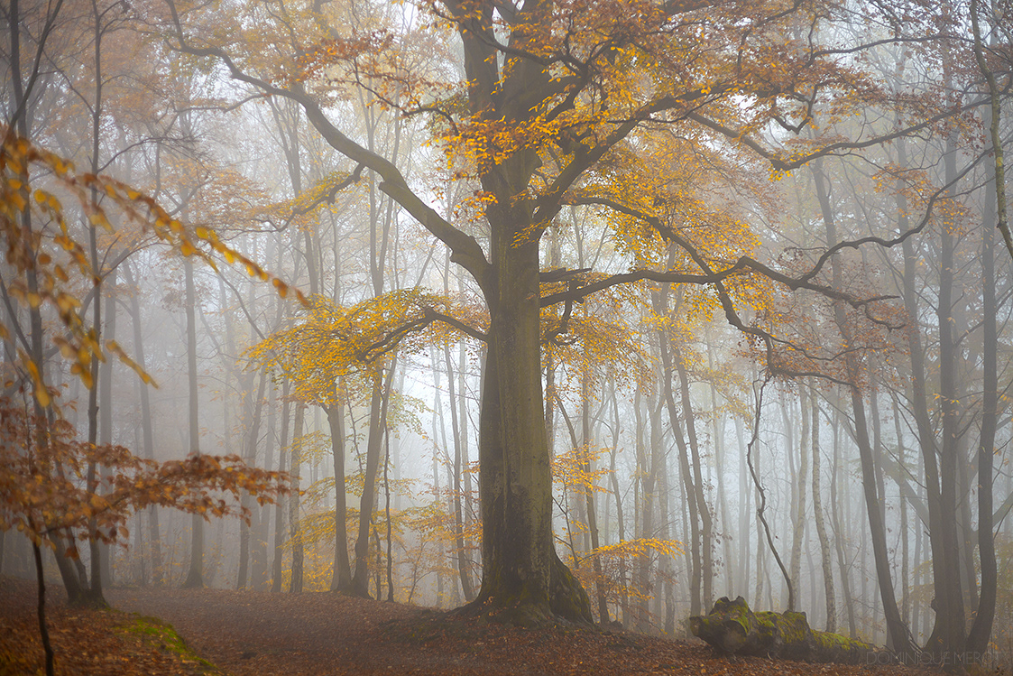 Forêt de Fausses-Reposes