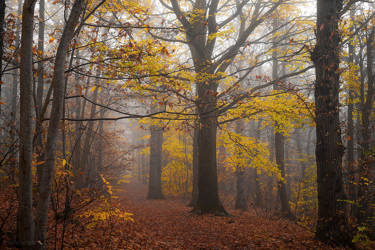 Forêt de Meudon