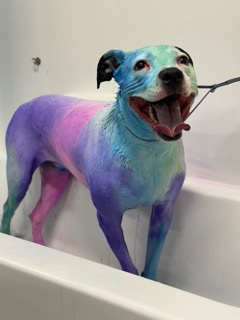 dye
