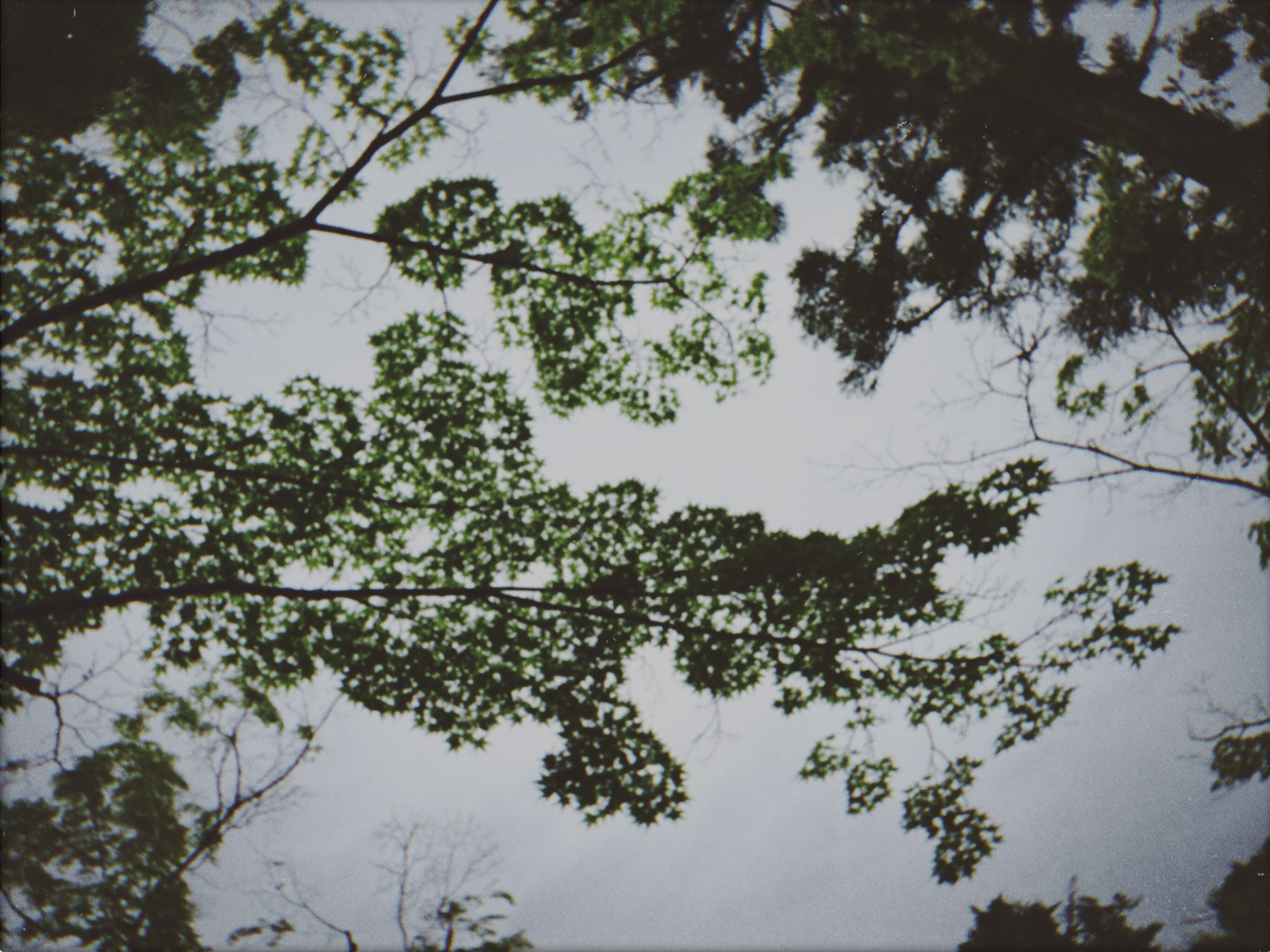 Shot with NOMO CAM INS W.