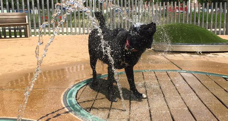 dog park fountain