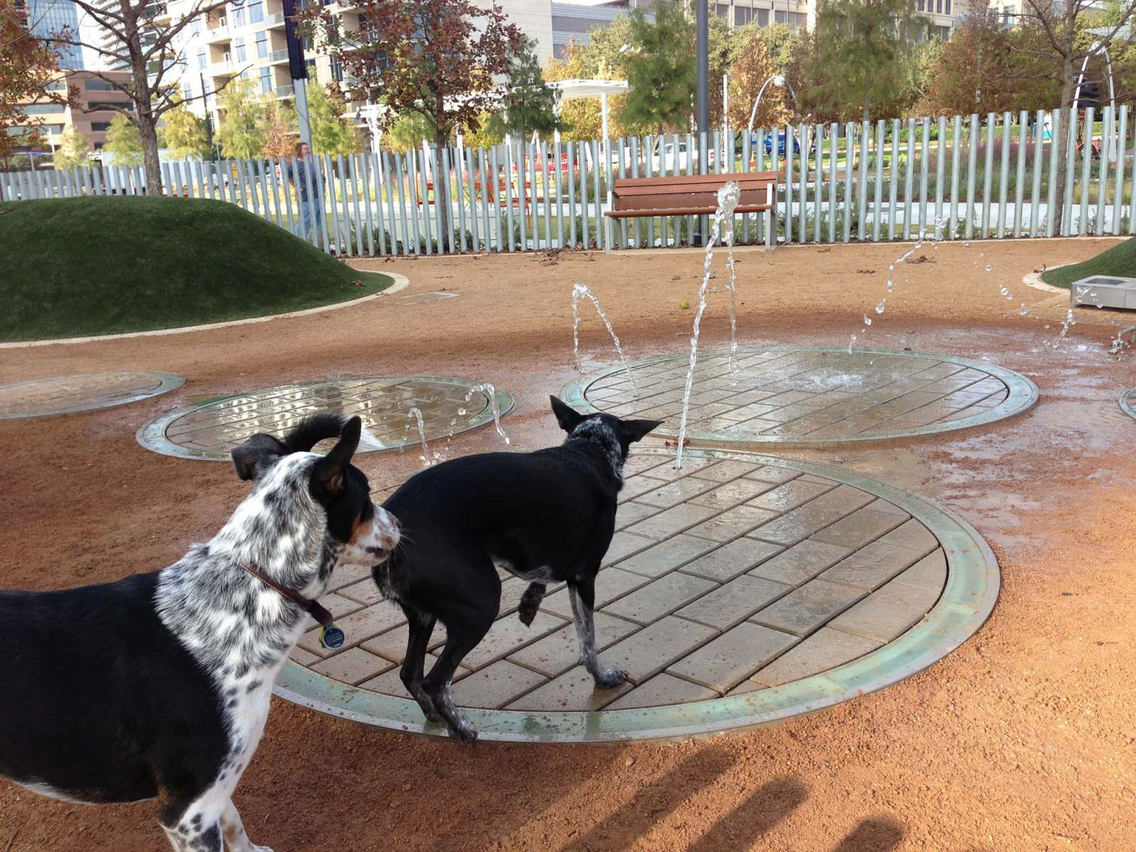 dog park fountain