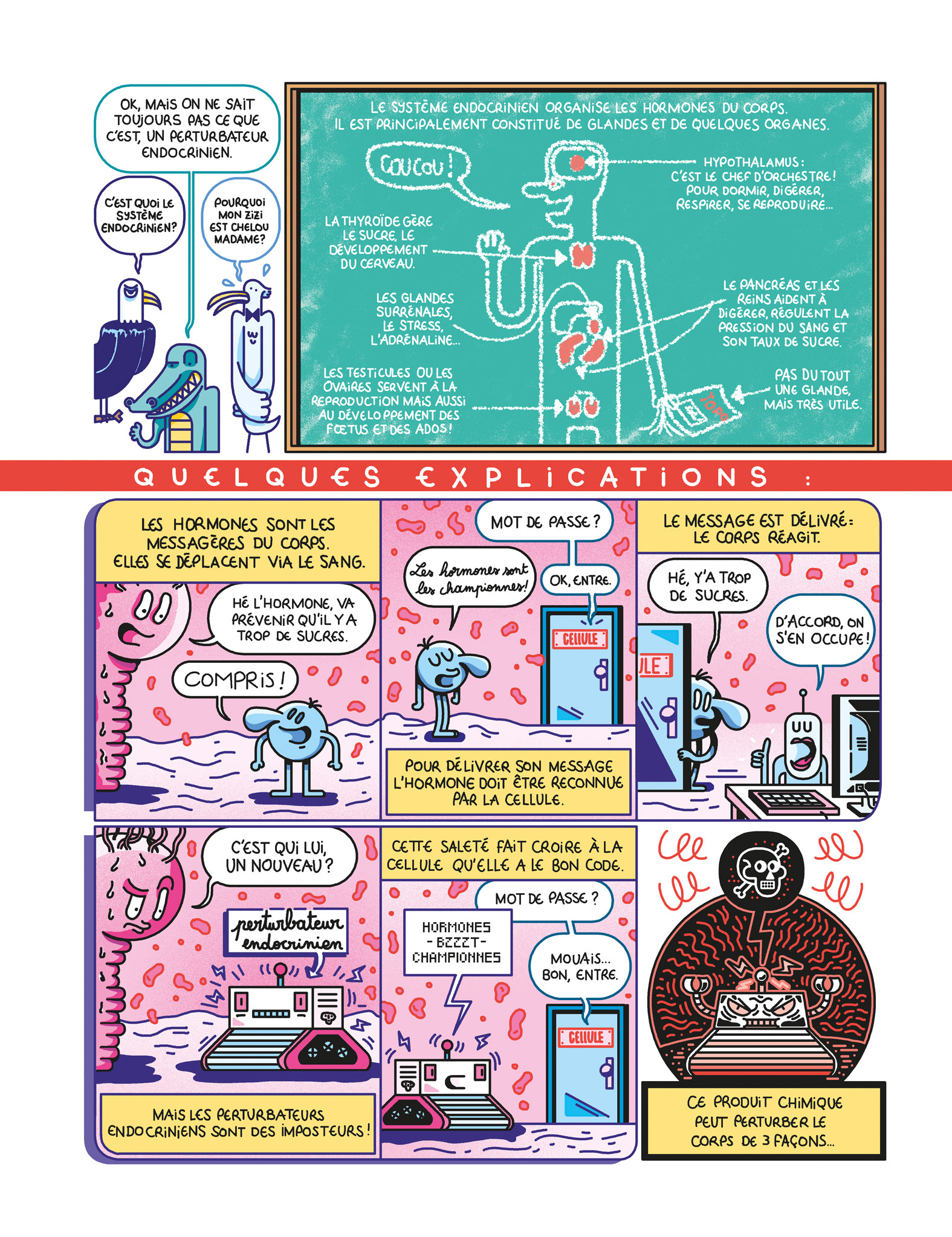 Topo - les perturbateurs endocriniens