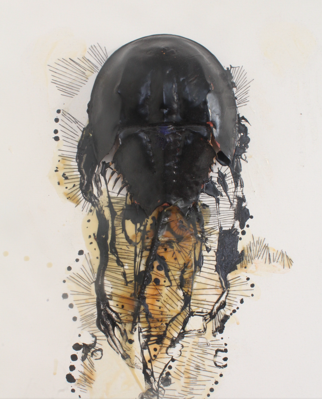 Horseschoe Crab Study 2, Horseshoe Crab Shell, String, Latex, Enamel on Canvas, 50 x 60cm,