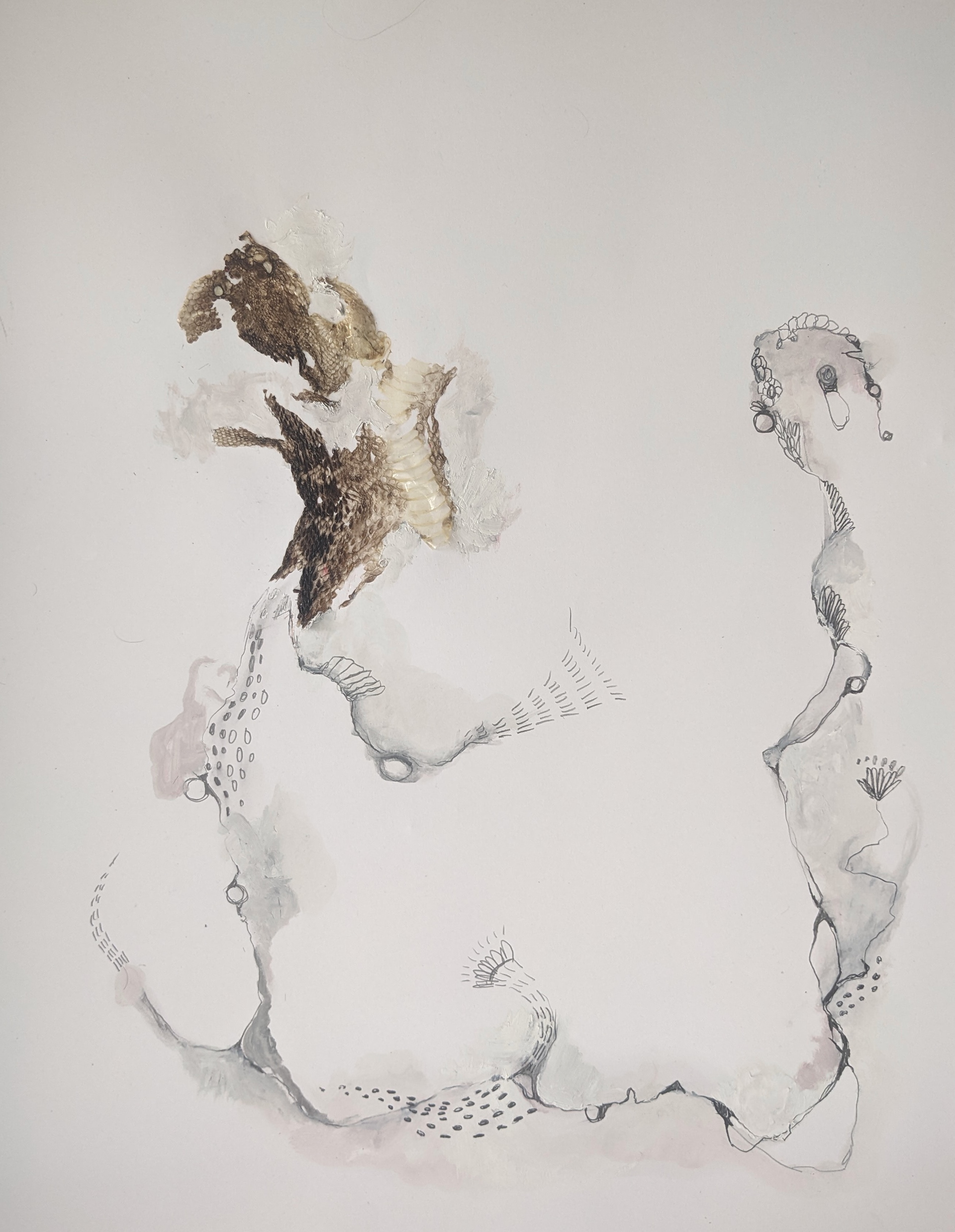 Skin Study 2 - Rattle snake shed skin, oil and pencil on vellum 50x65cm