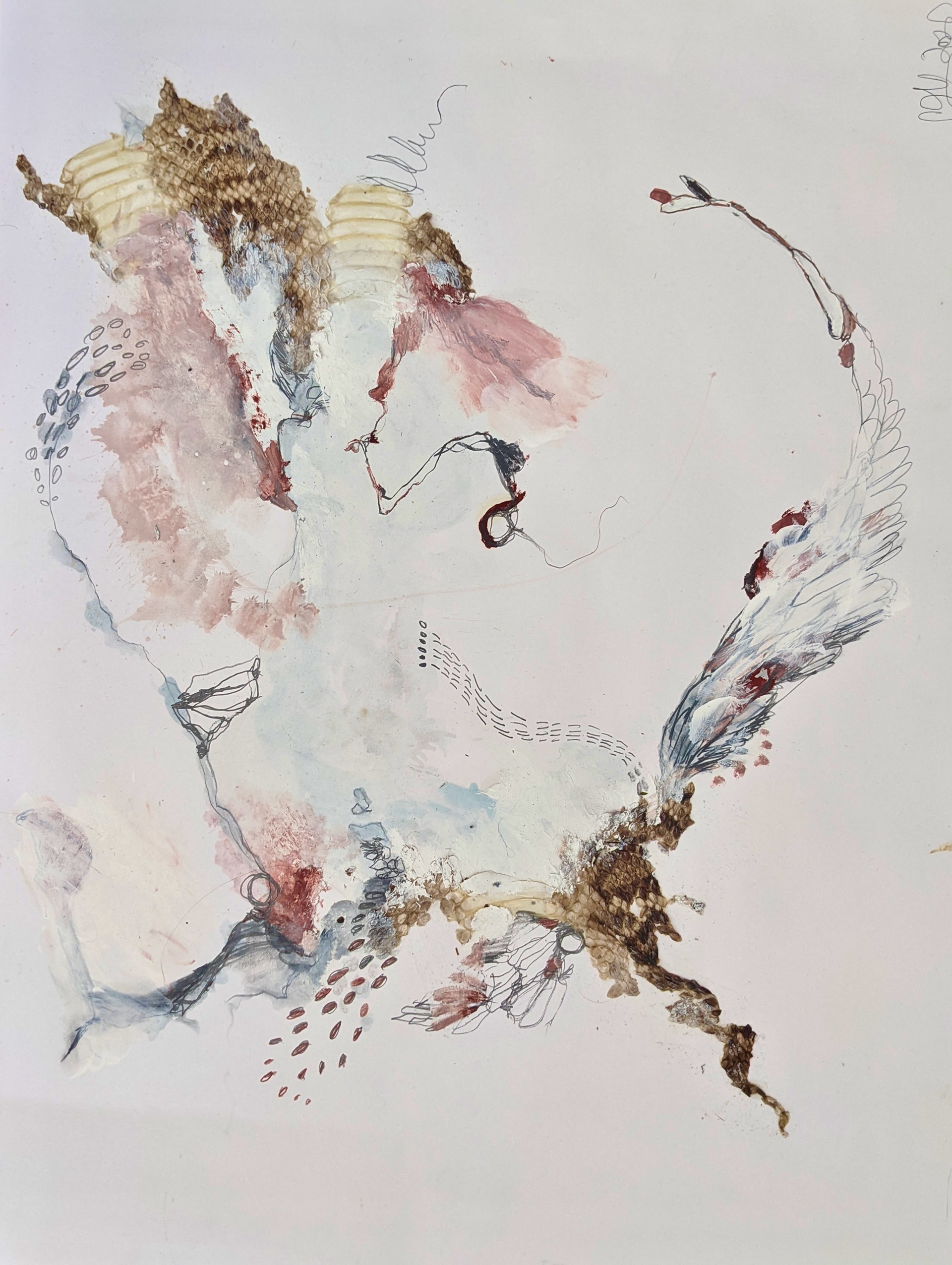 Skin Study 1 - Rattle snake shed skin, oil and pencil on vellum 50x65cm