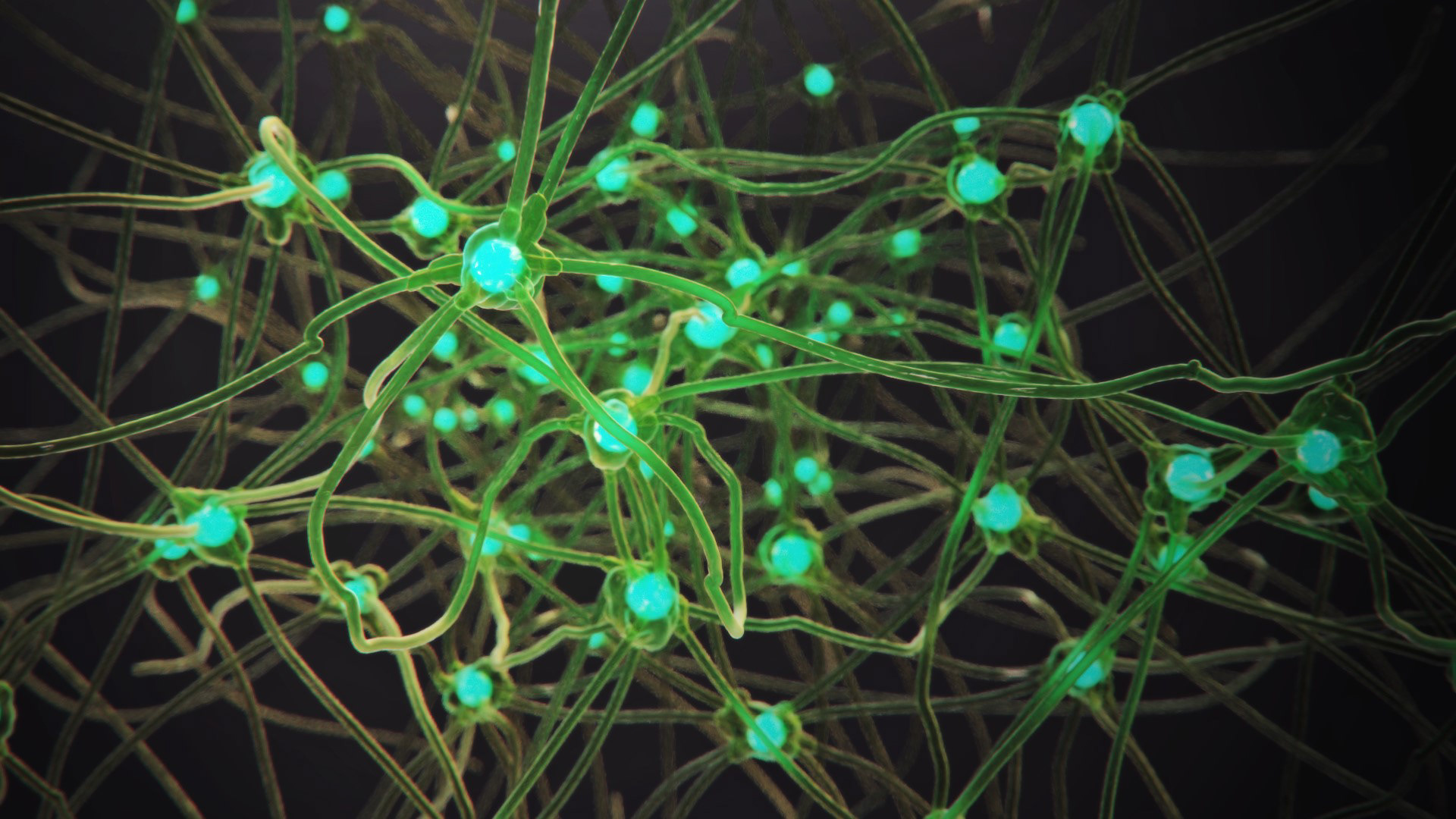 Nerve Cells