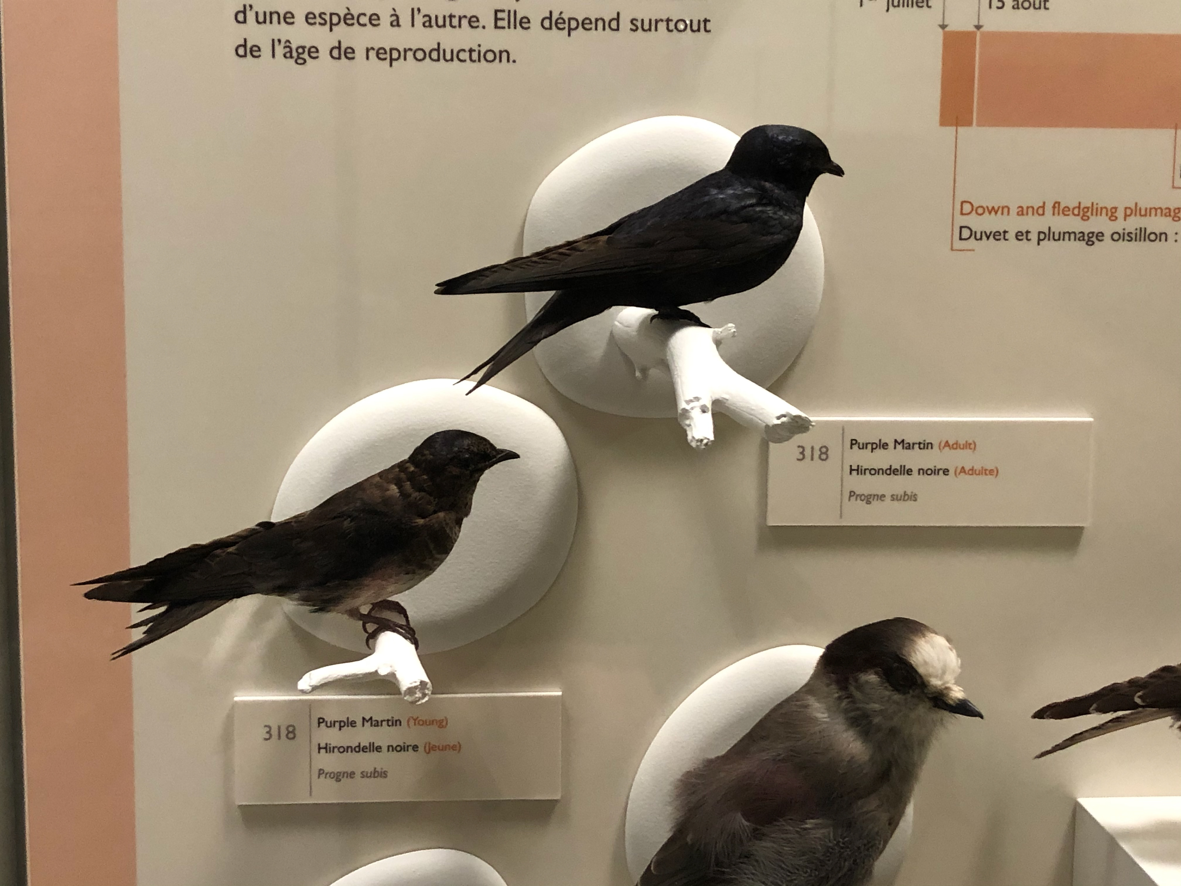Purple Martin at Museum of Nature