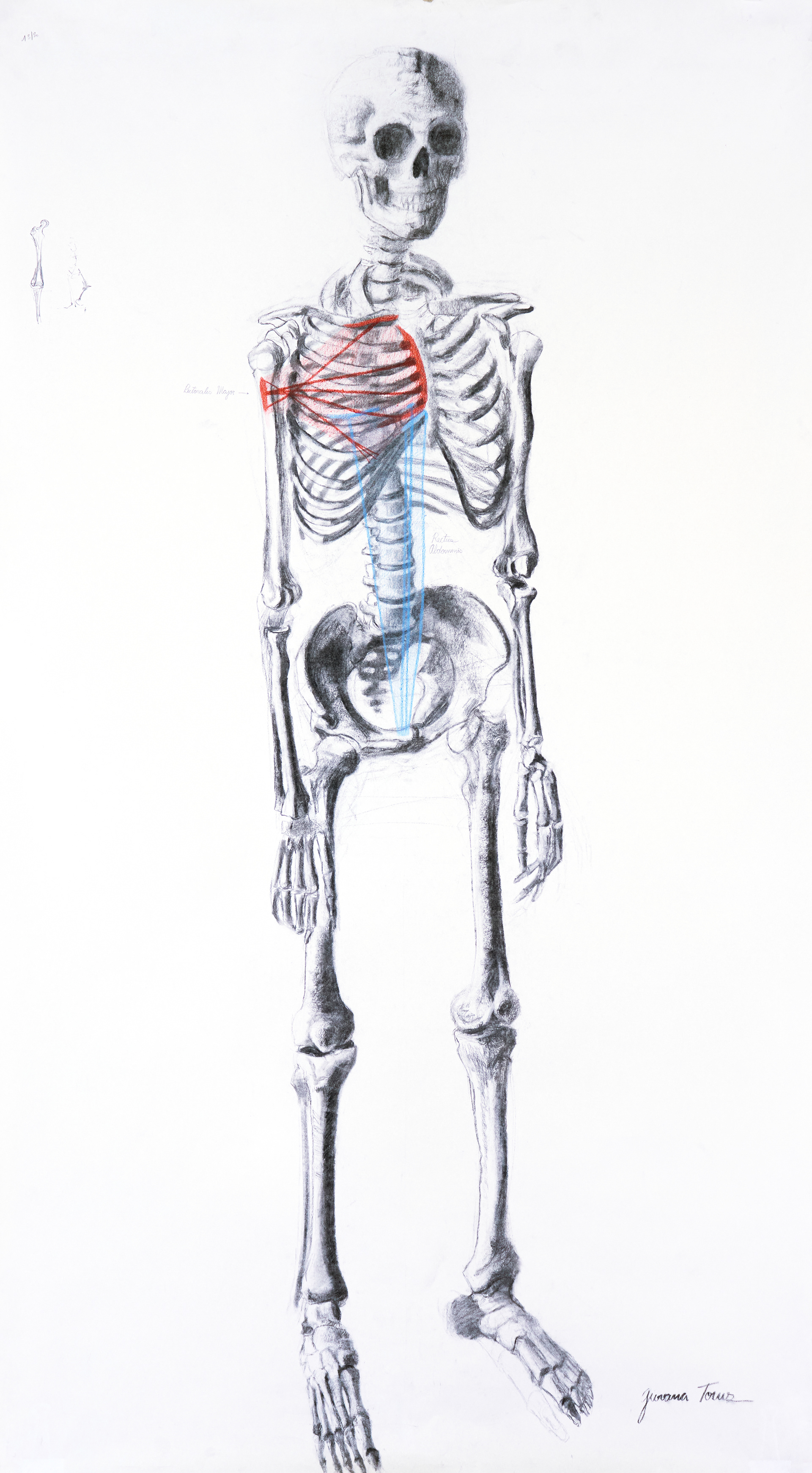Skeleton drawing by Giovana Töws in catalogue published by the University of Antwerp
