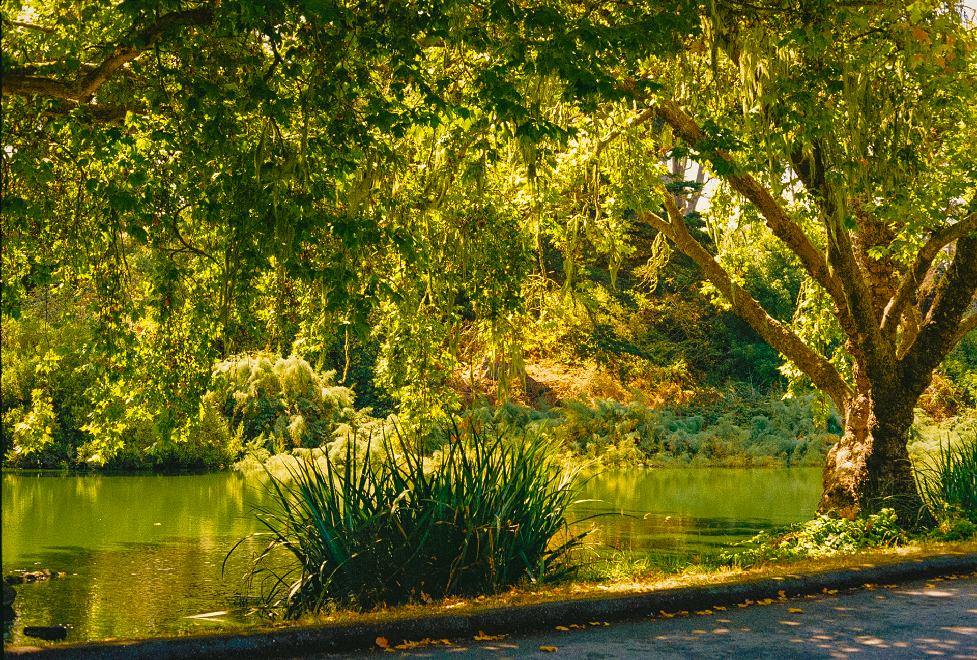 Golden Gate Park