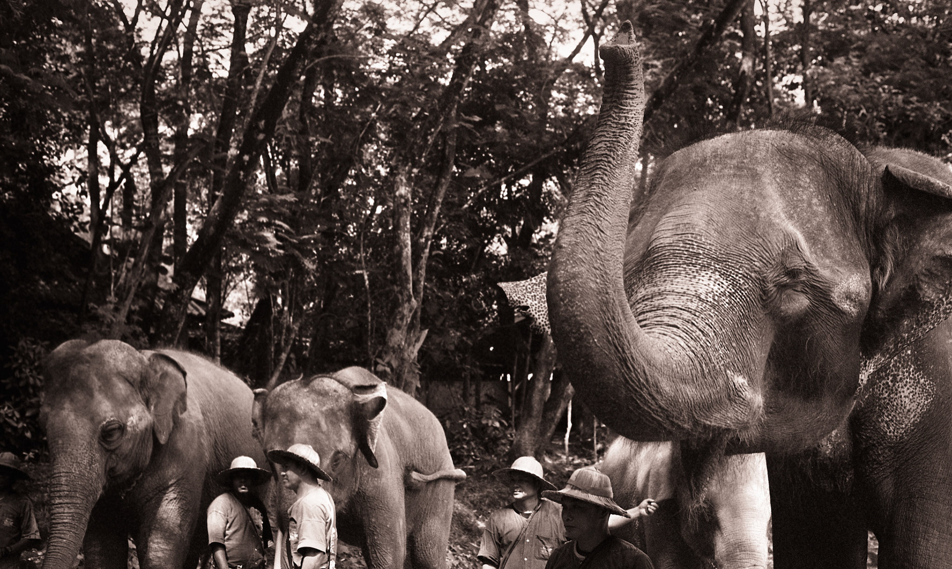 Elephants