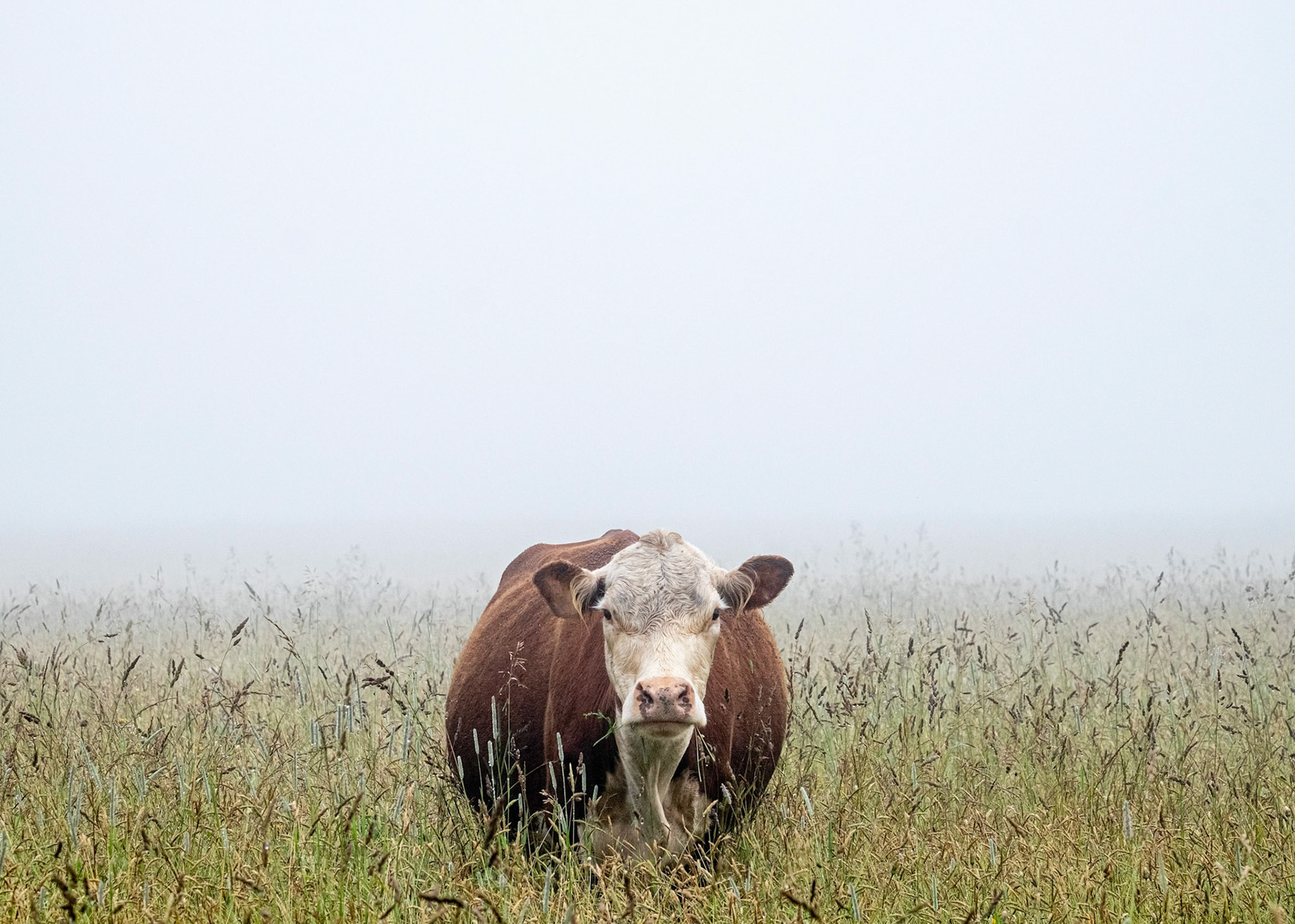 Martha's Vineyard Magazine Annual Photo Contest- First Place 2020