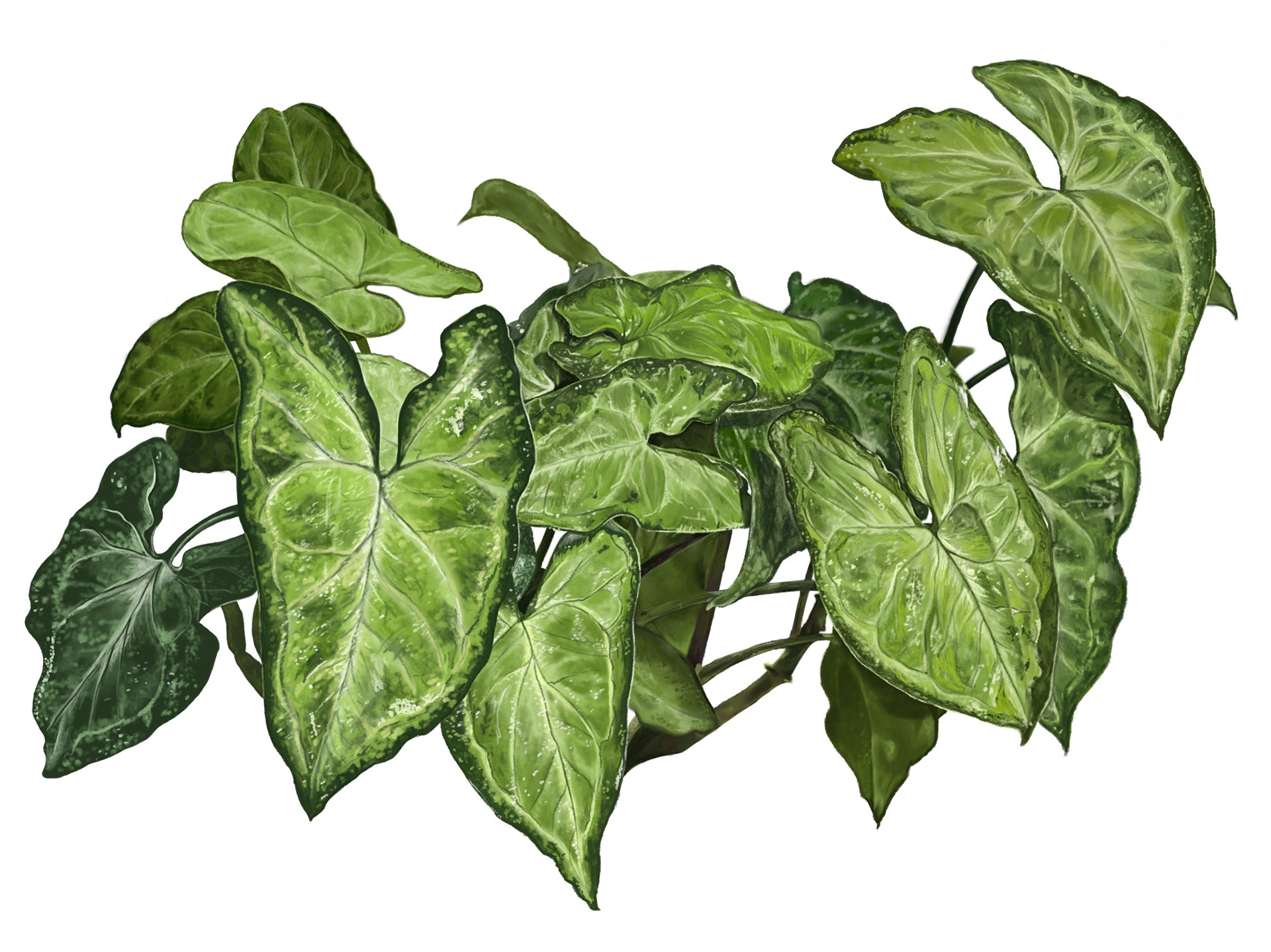 White Butterfly Syngonium