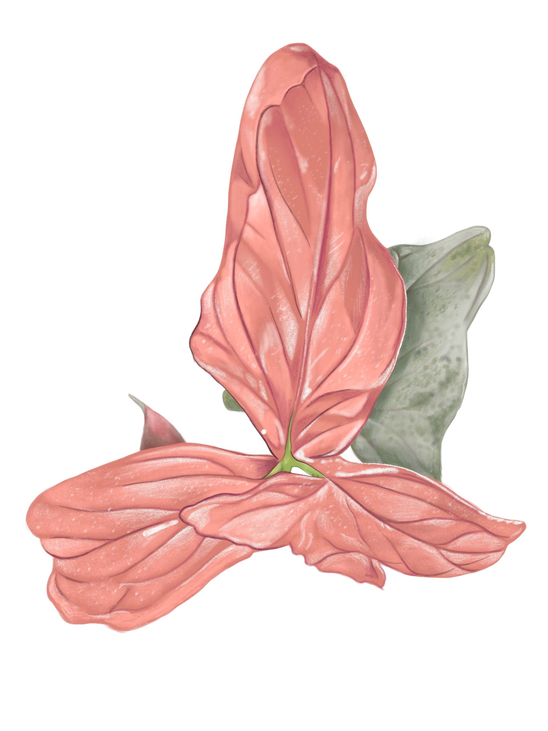 Pink Princess Syngonium