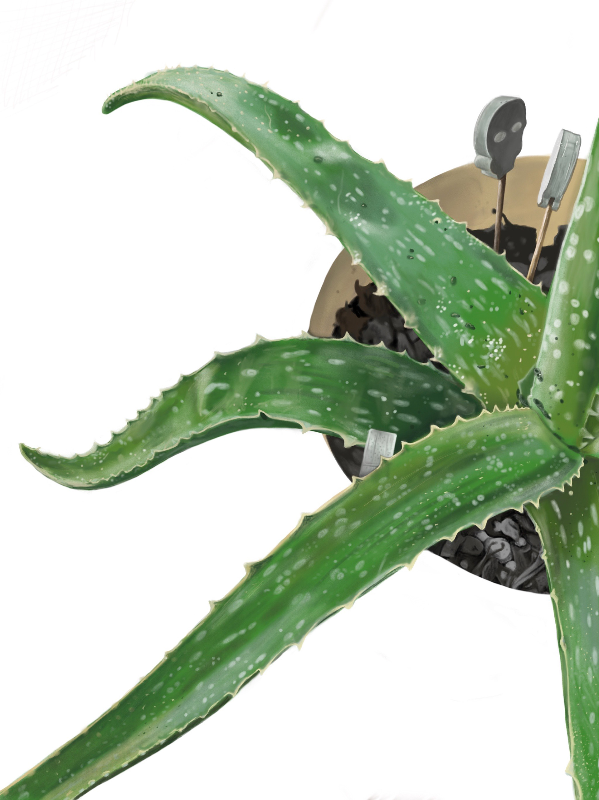 Aloe Vera