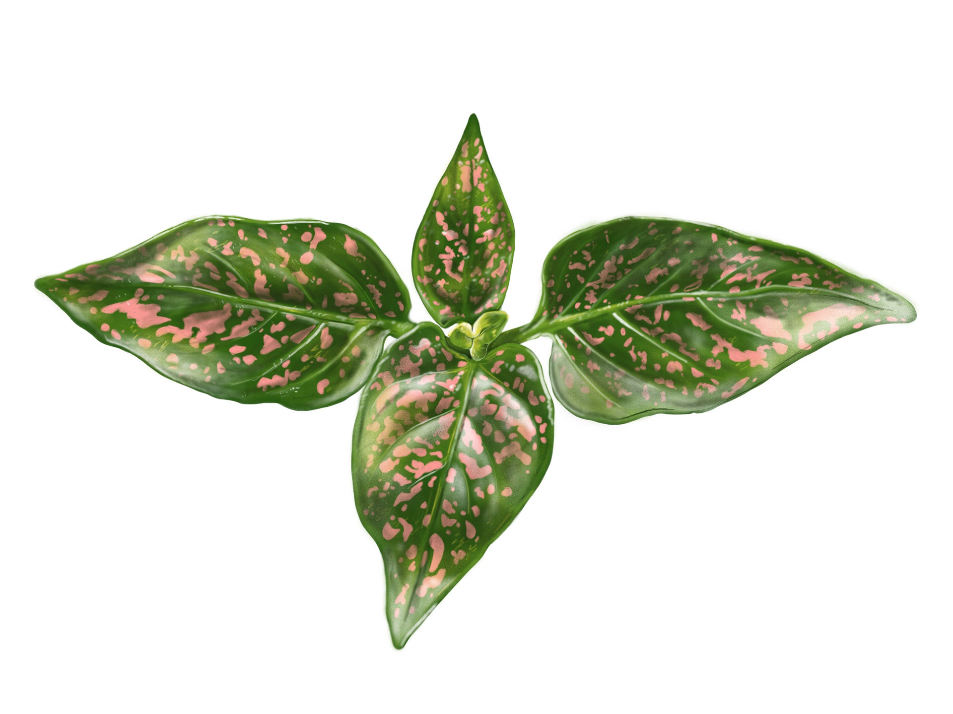 Polka Dot Hypoestes