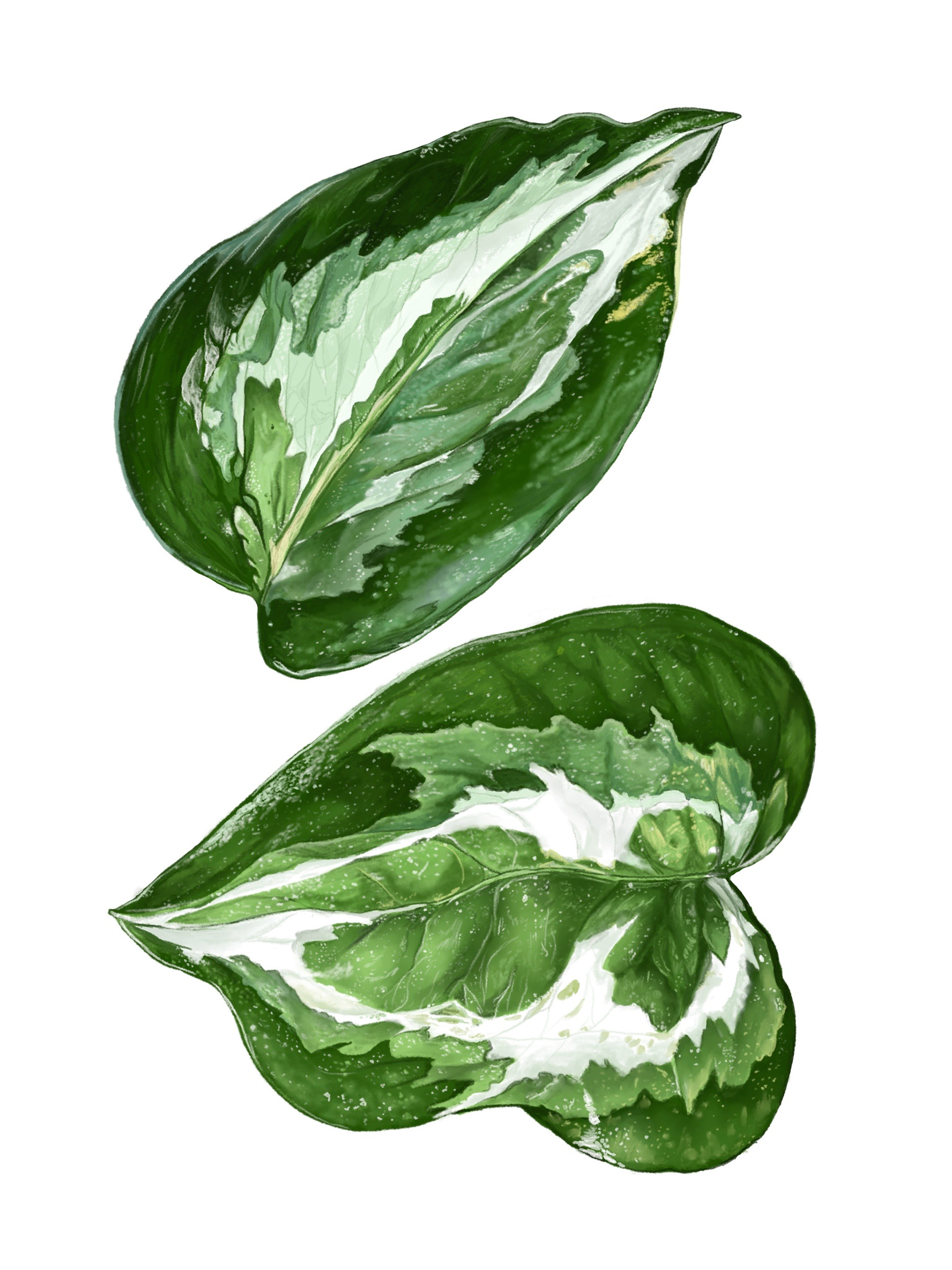 Pearls and Jade Pothos