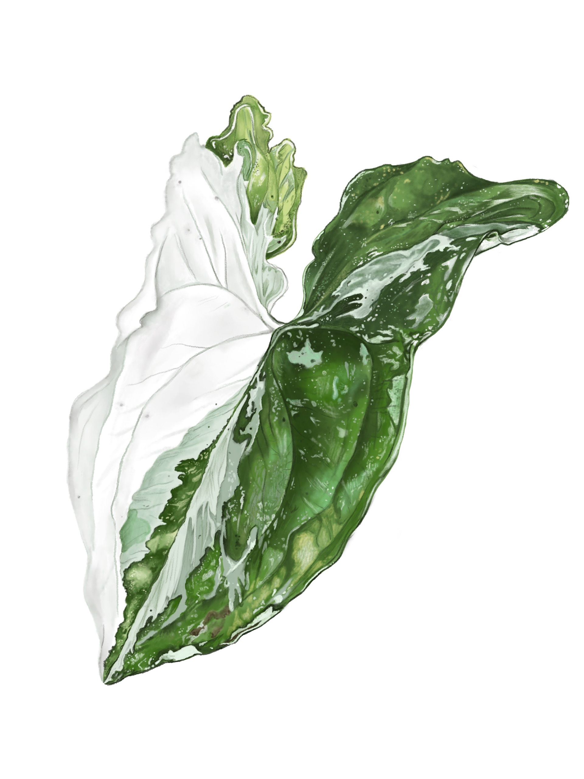 Syngonium Podophyllum 'Albo Variegata'