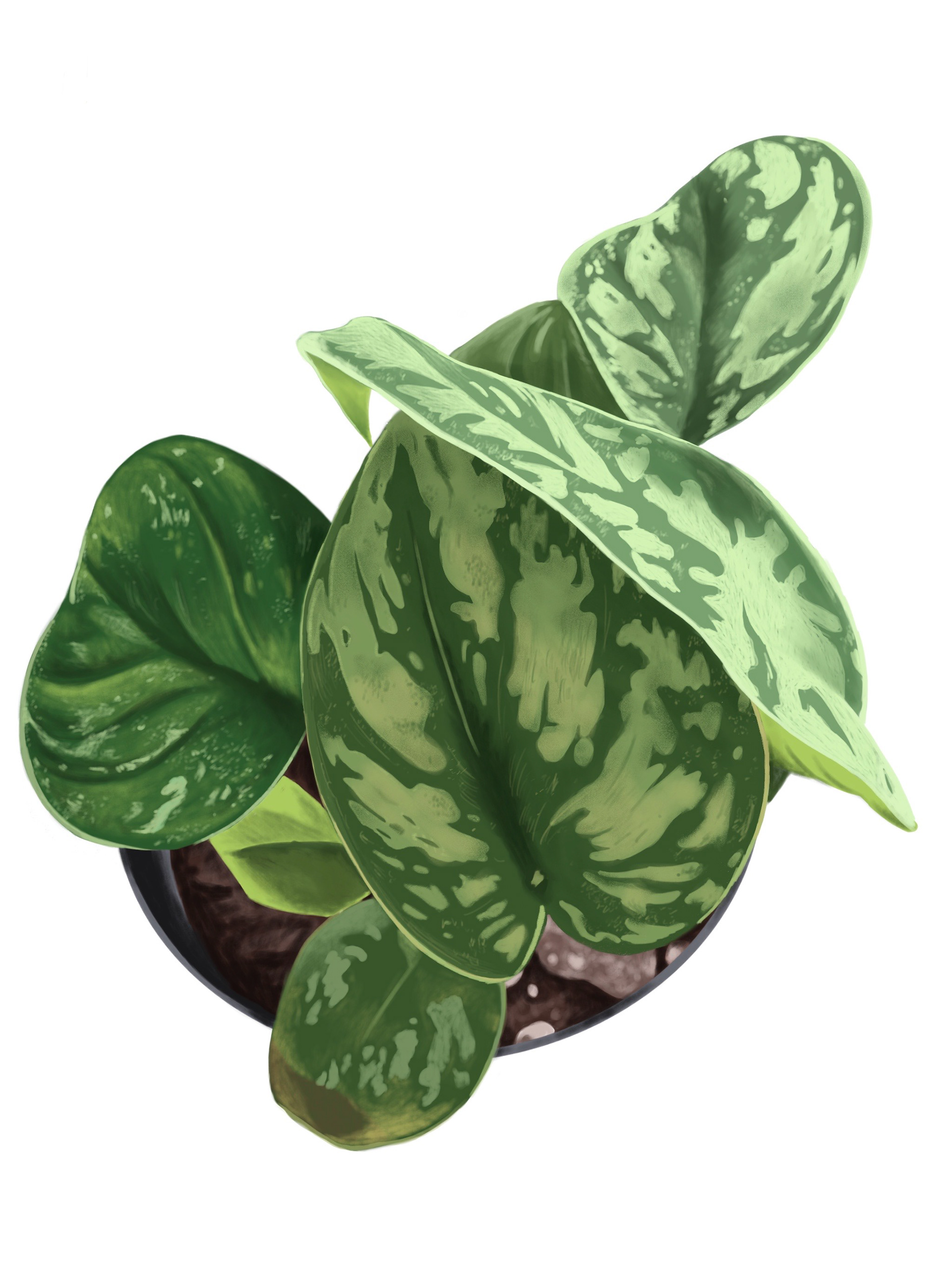 Silver Pothos