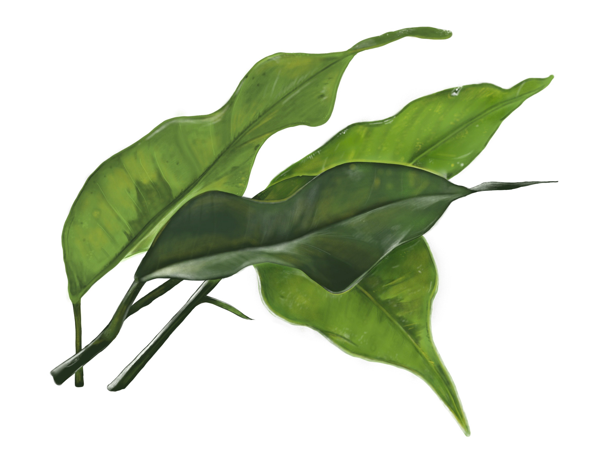 Benjamina Rubber Tree