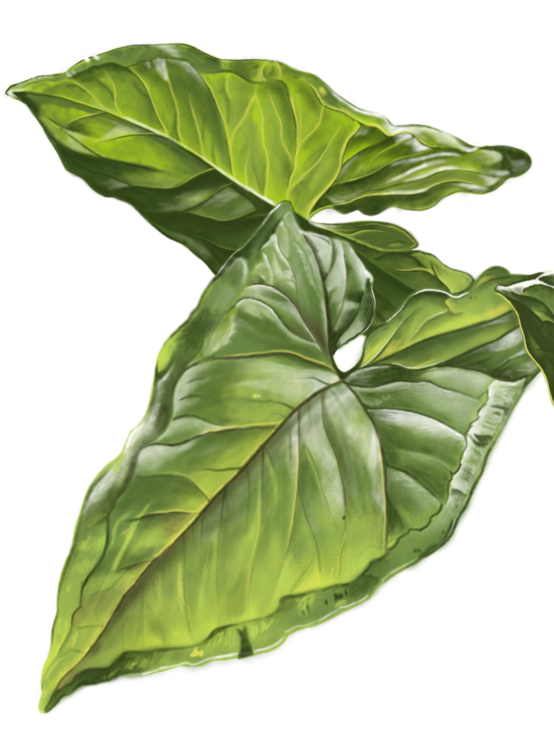 White Butterfly Syngonium