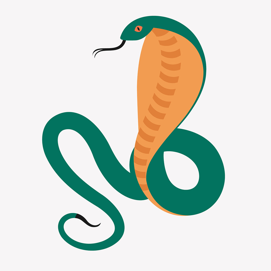 Snake, vector illustration