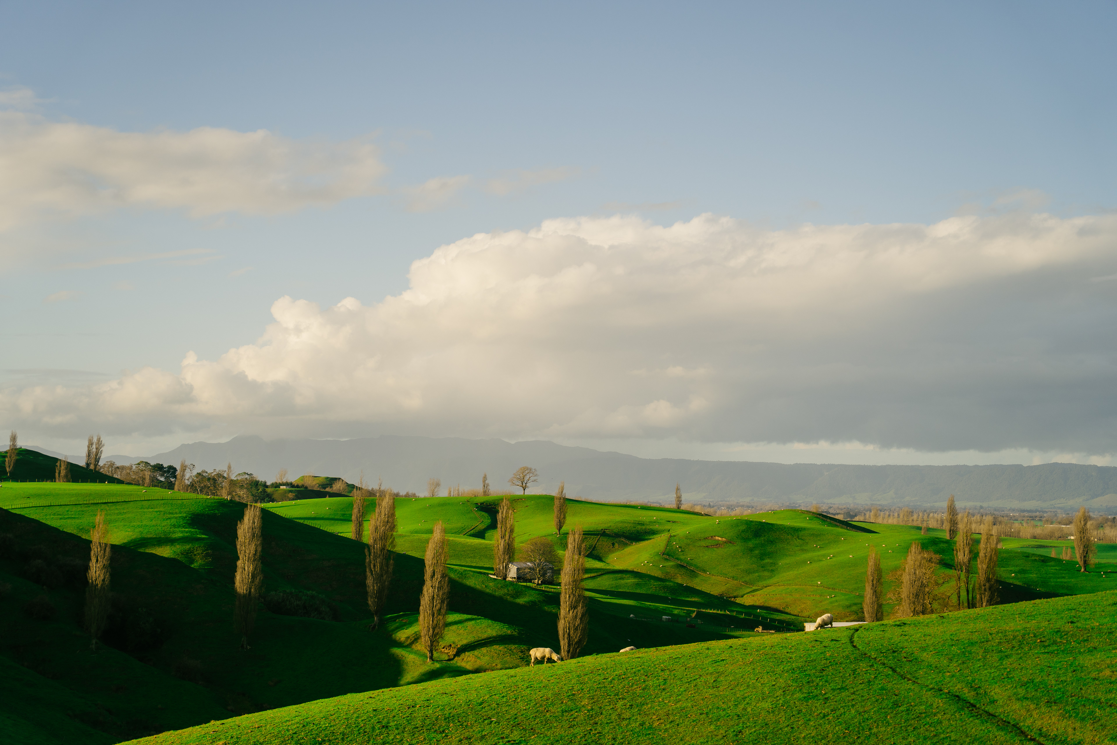 Matamata