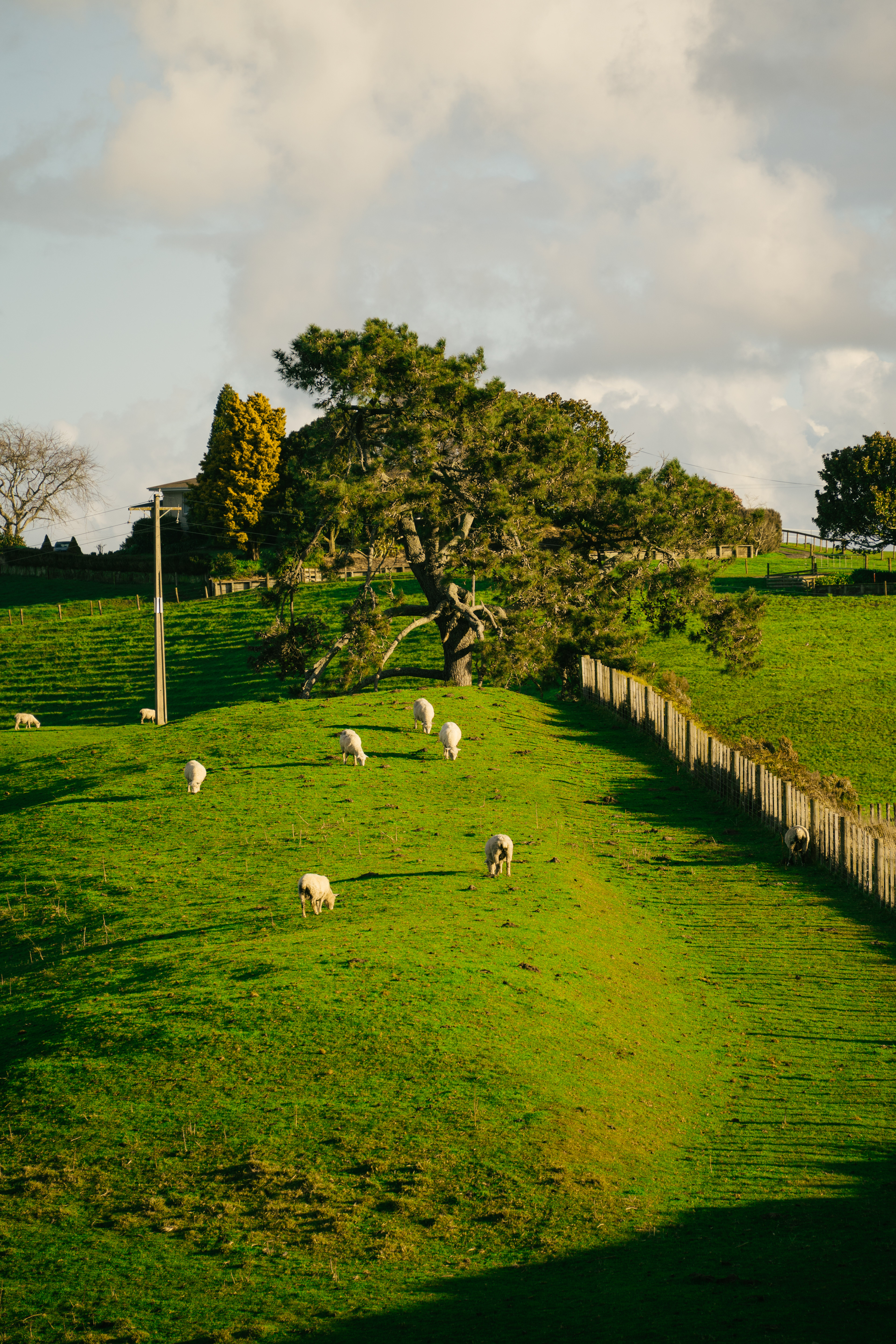 Matamata