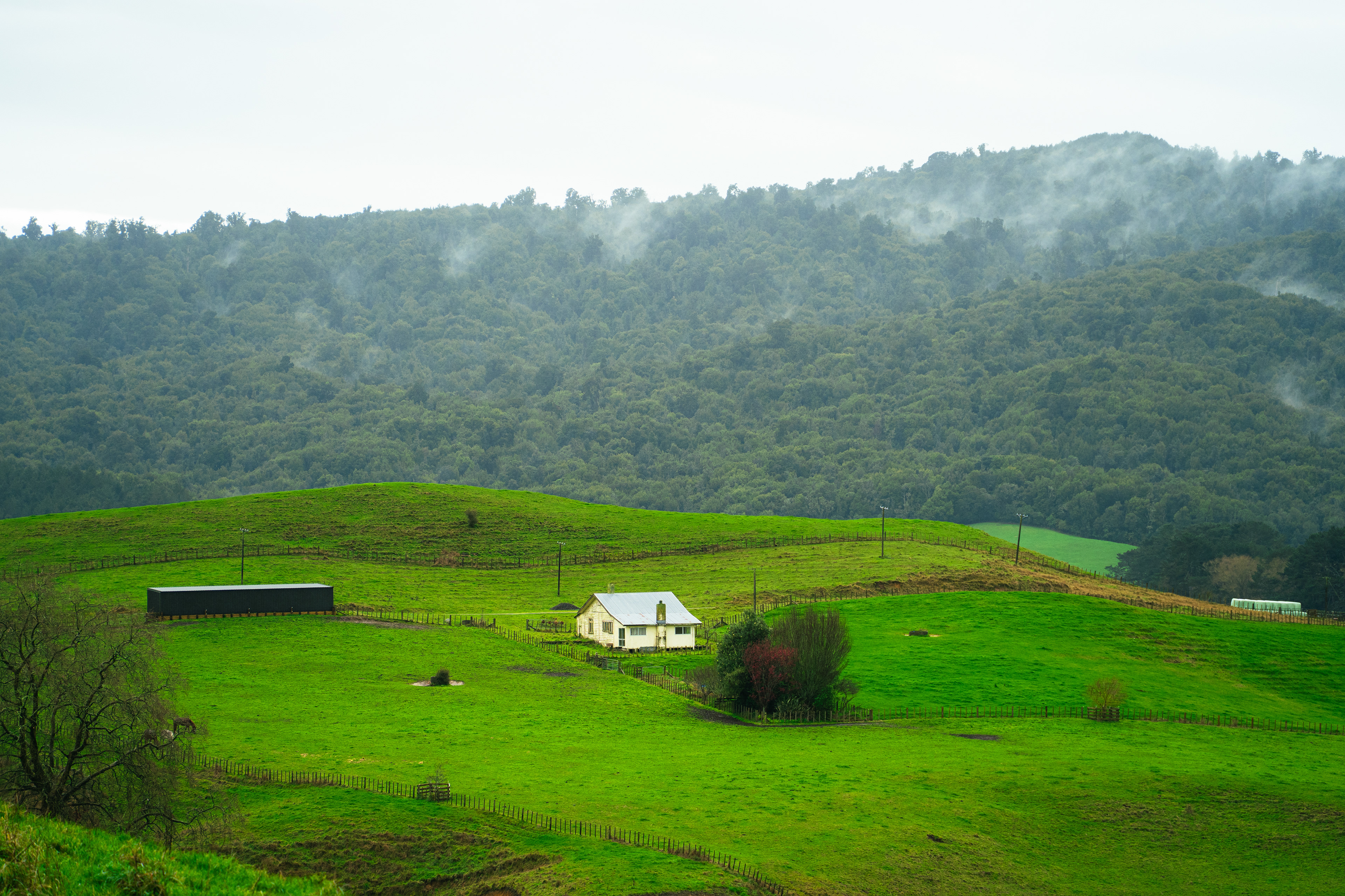 Matamata