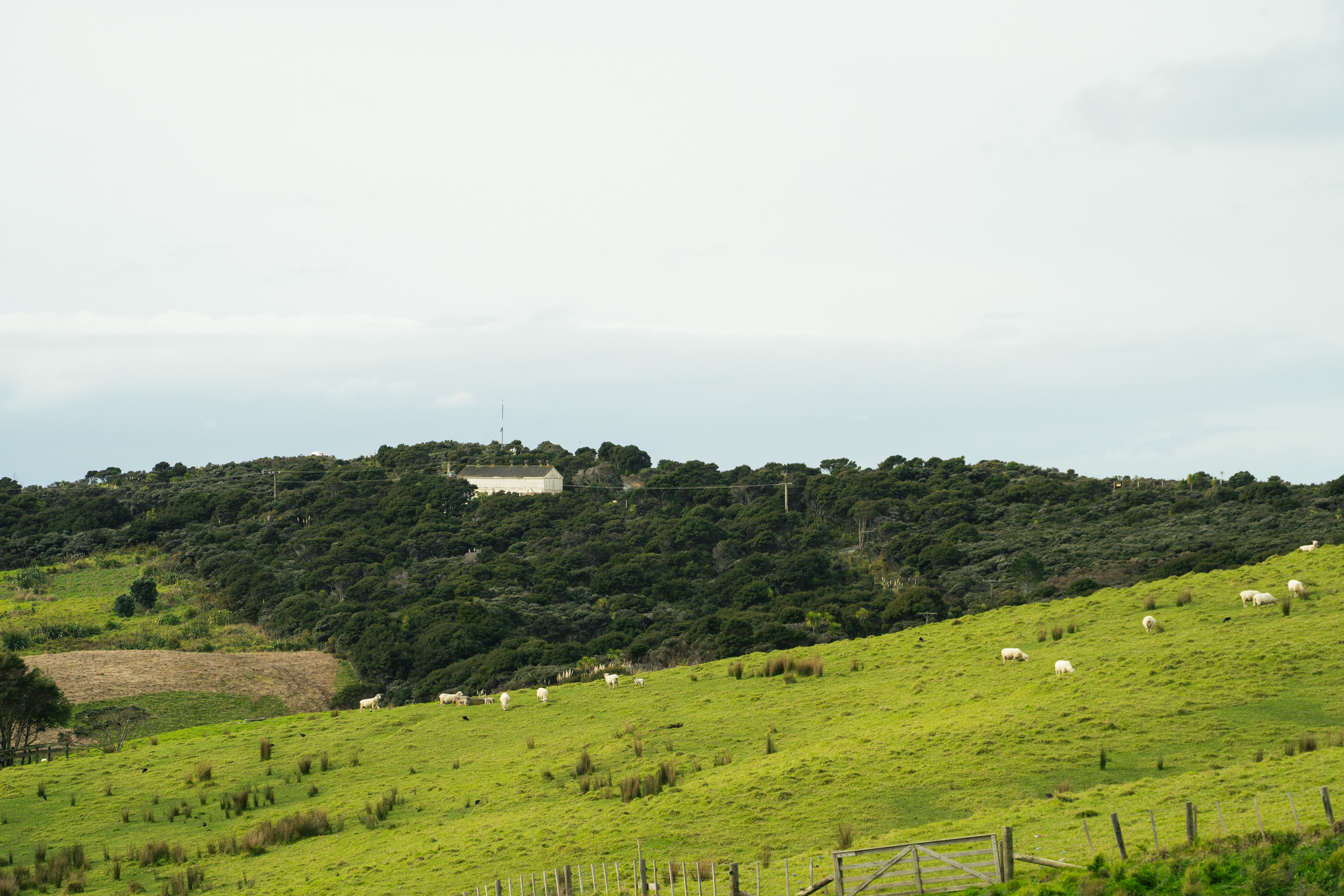 Shakespear Regional Park