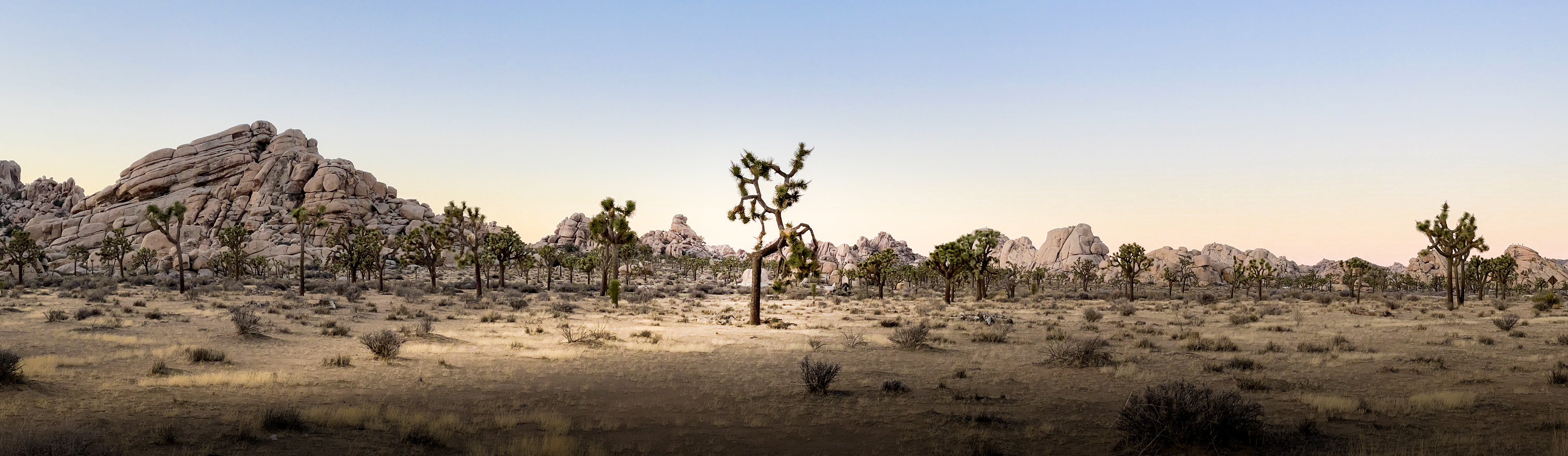 California | Joshua Tree National Park