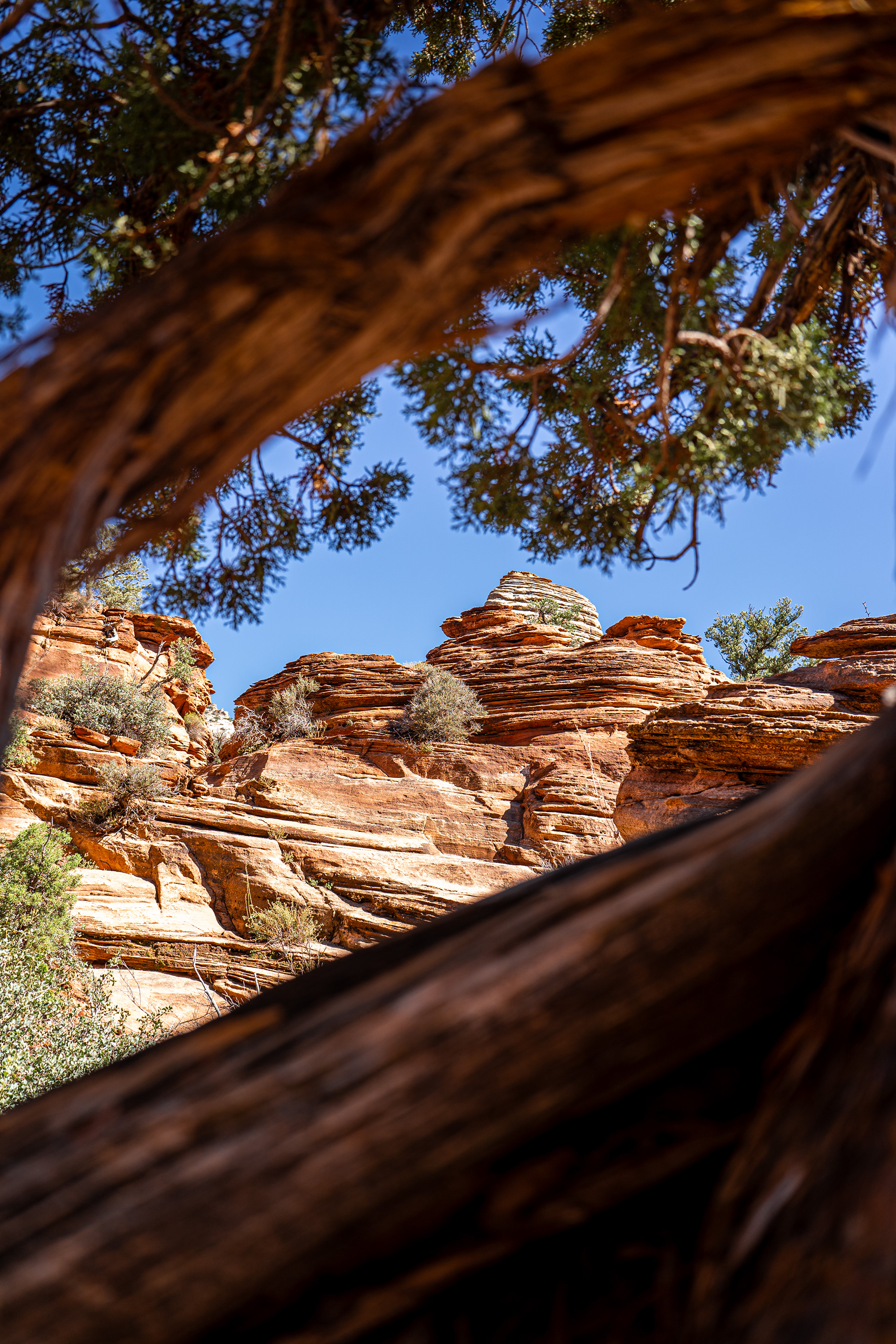 Utah | Zion National Park