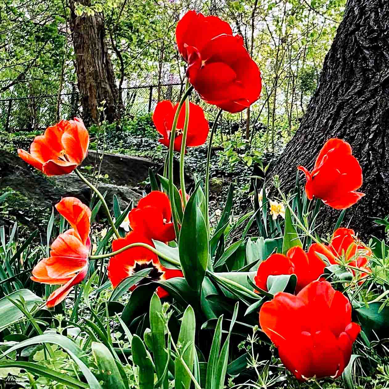 Red Tulips, Morningside Park - 2021 - iPhone 11pro