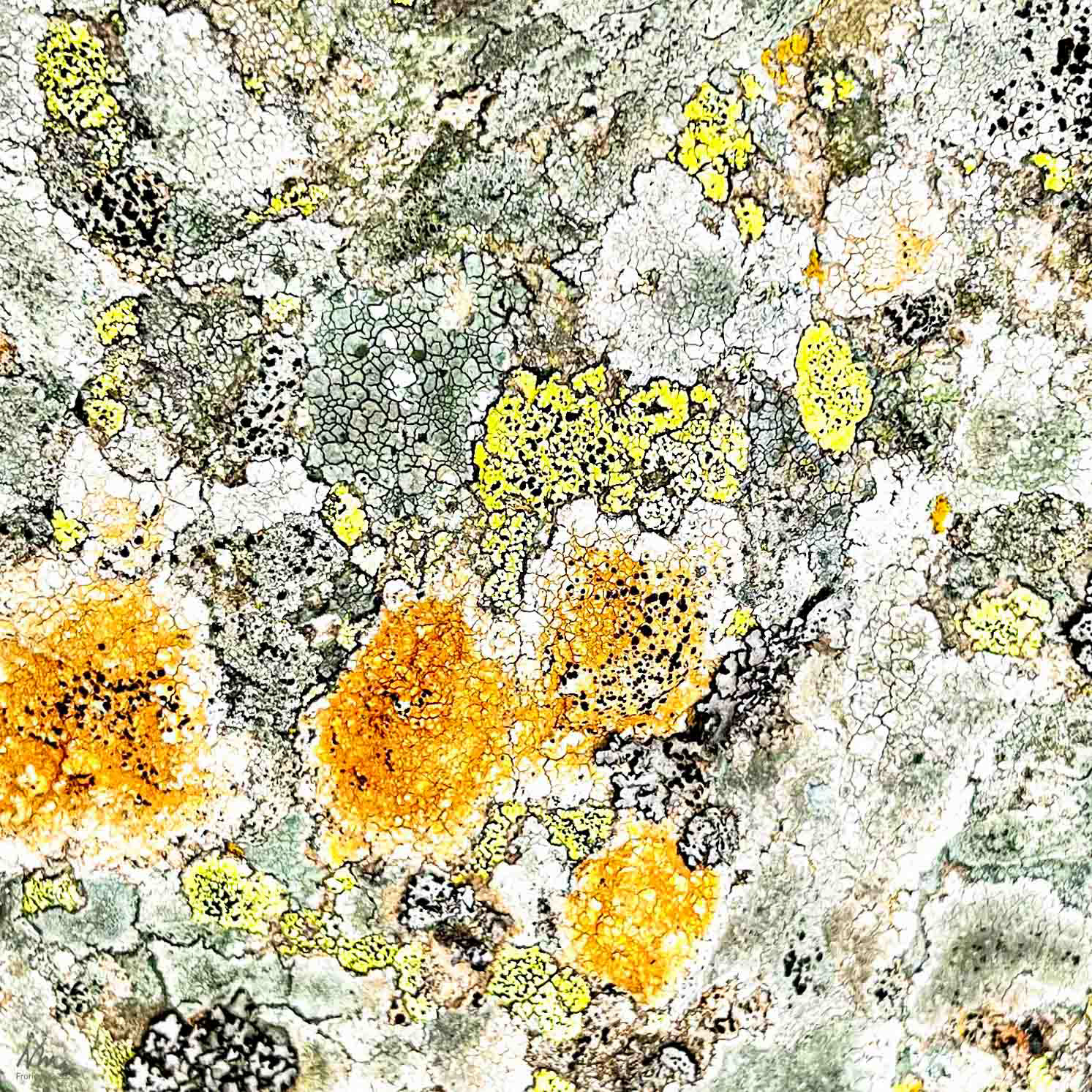 Lichen in Yellow + Orange - 2022 - iPhone 13pro