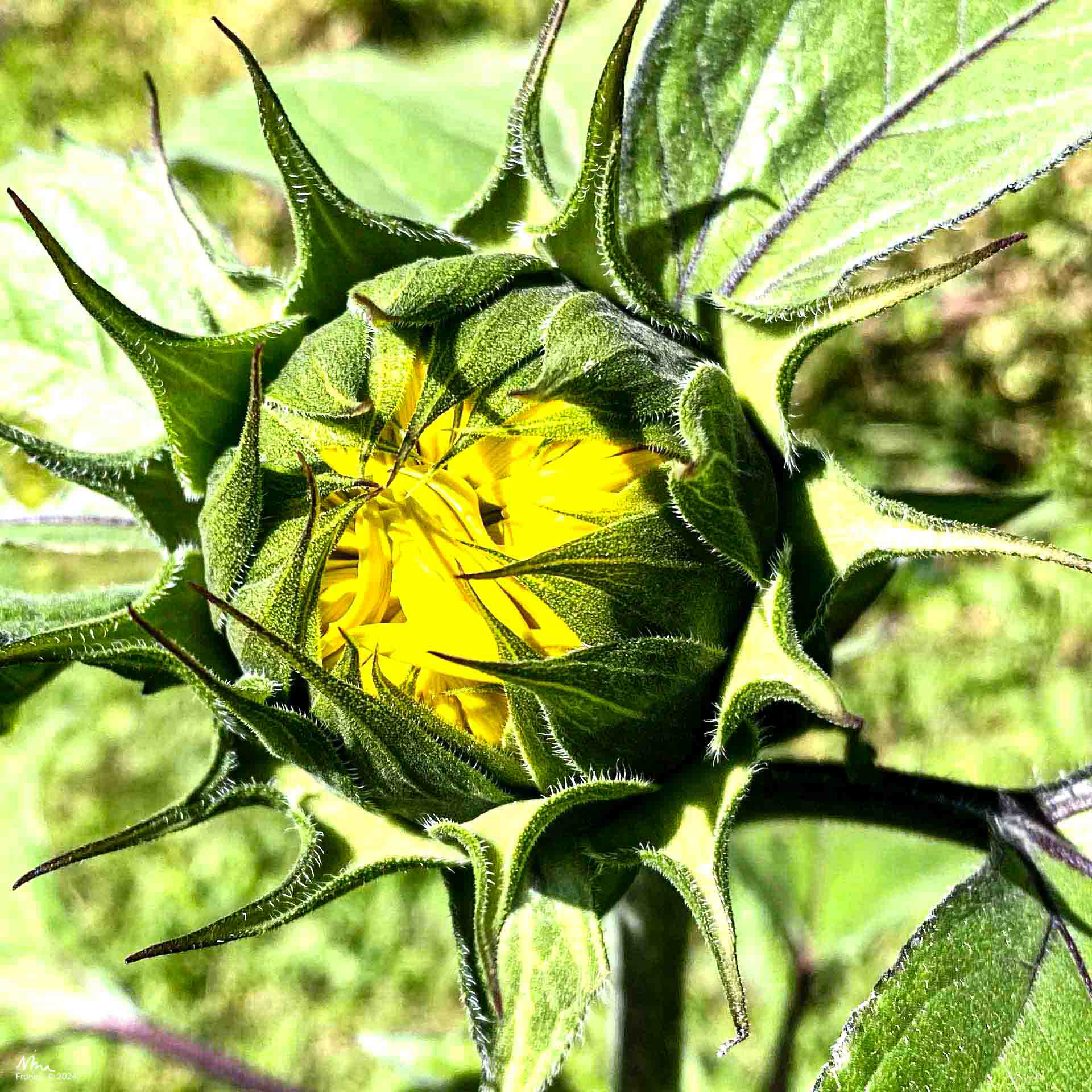 Sunflower, Vigilius, South Tirol, Italy - 2021 - iPhone 11pro