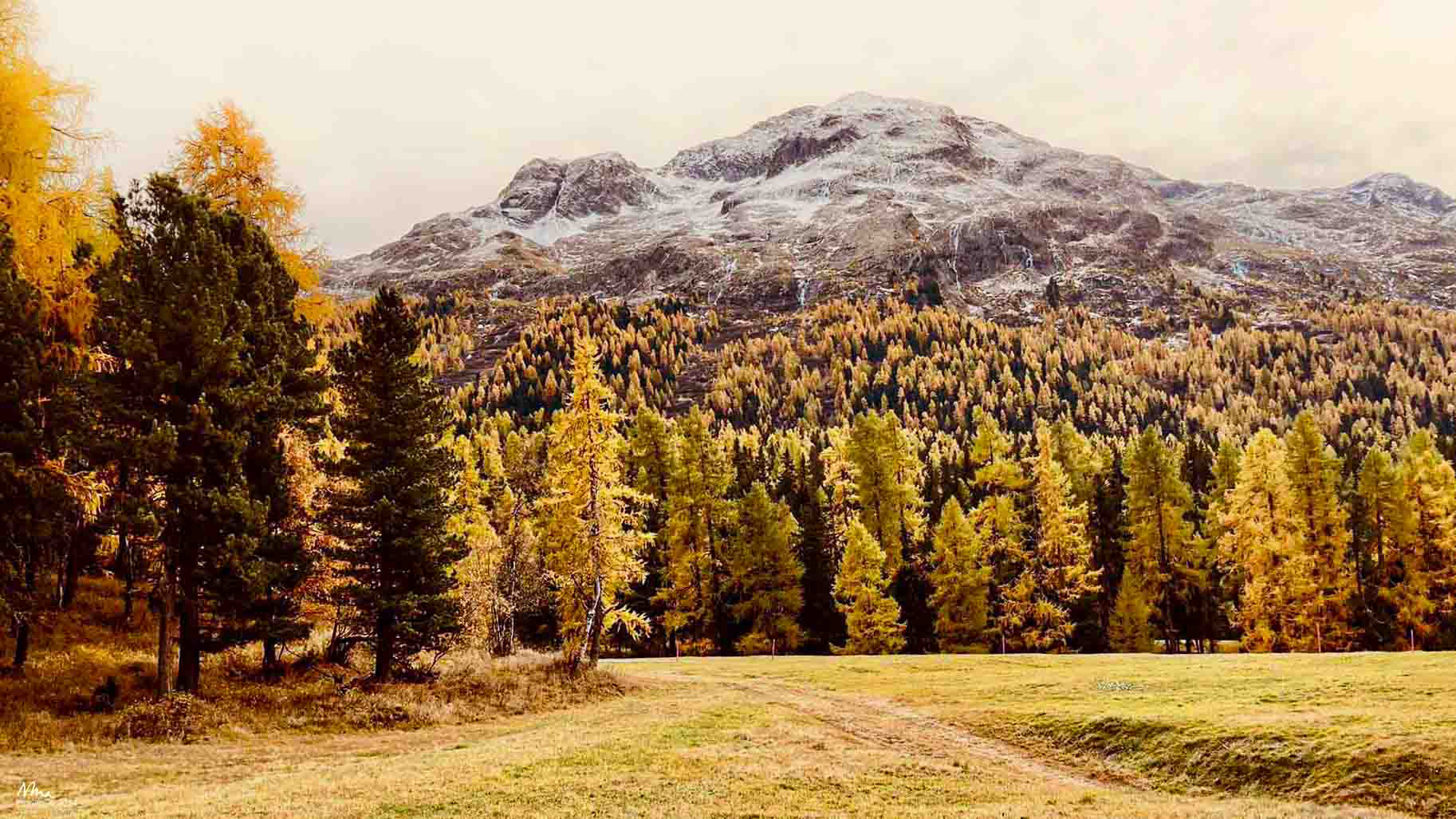 Fall Colors, Stazer Wald - Engadin, Switzerland - 2021 - iPhone 11pro