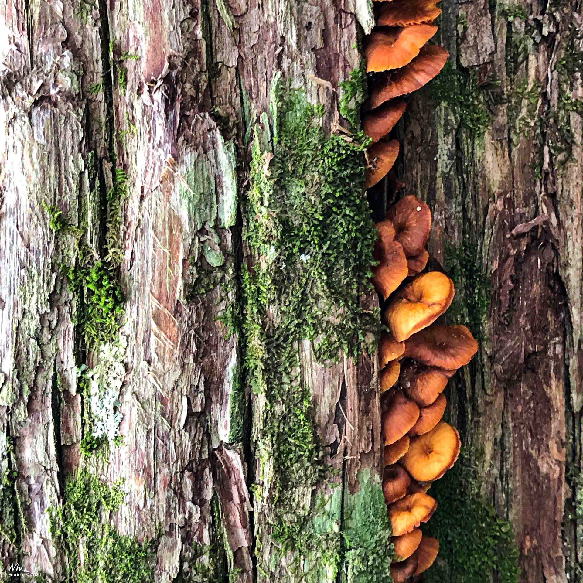 Mushrooms - somewhere in the world - 2019 - iPhone X