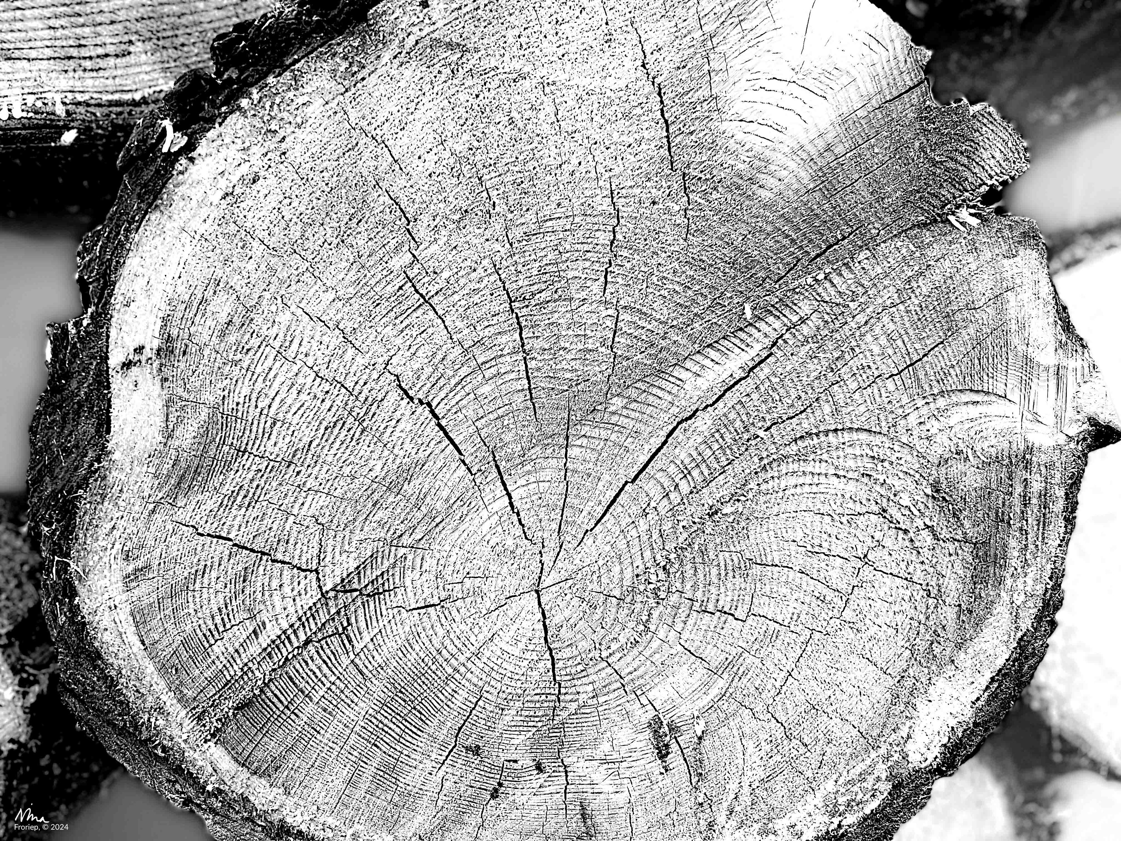 Close up, cut tree trunk - Summer 2023 - iPhone 13pro