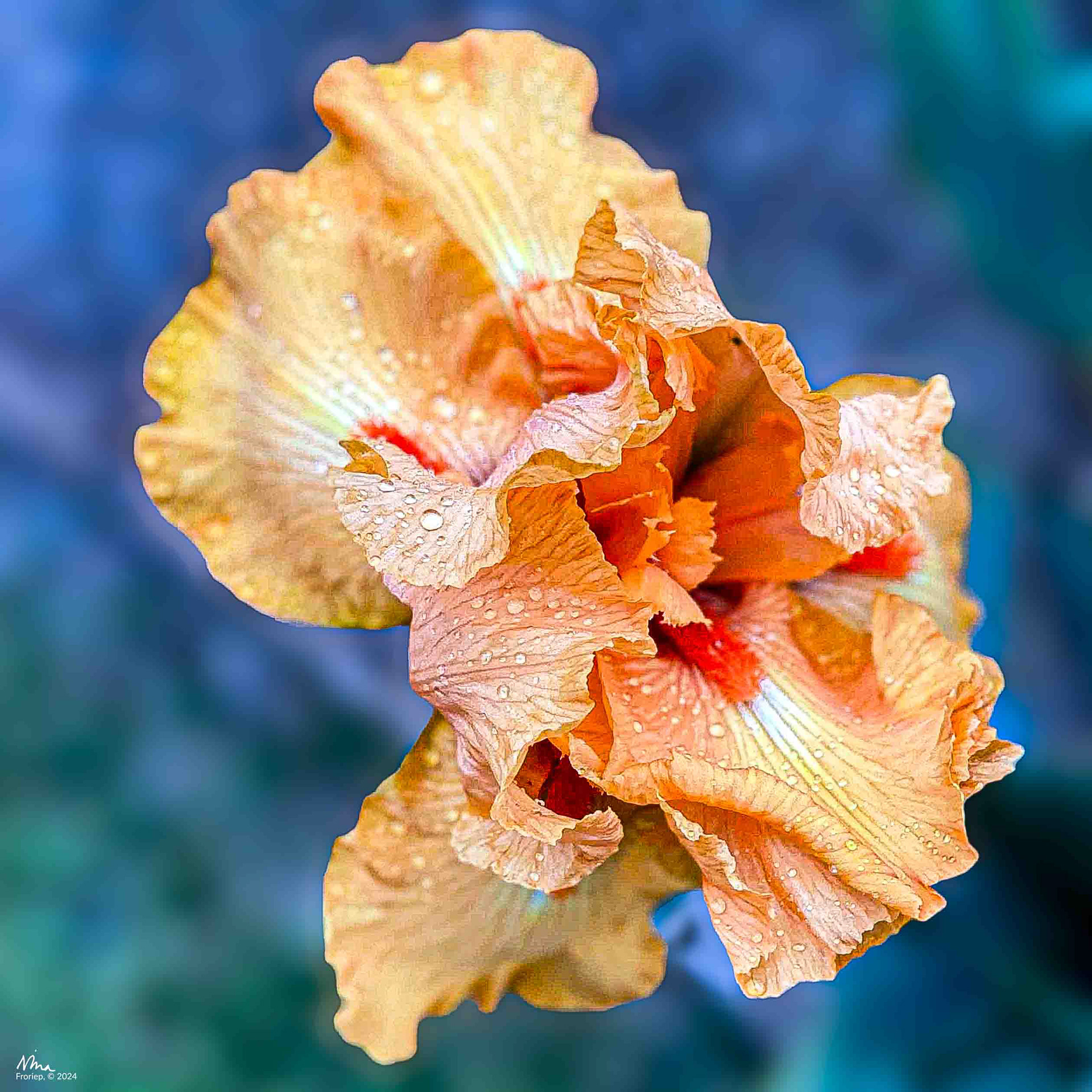 Close Up of an Iris - Belvoir Park, Zurich, Switzerland - 2021 - iPhone 11pro