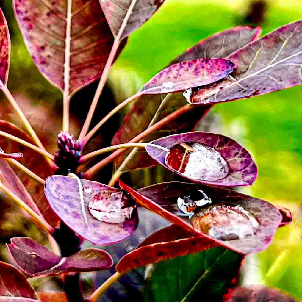 Dew in Leaves - 2022 - iPhone 13pro