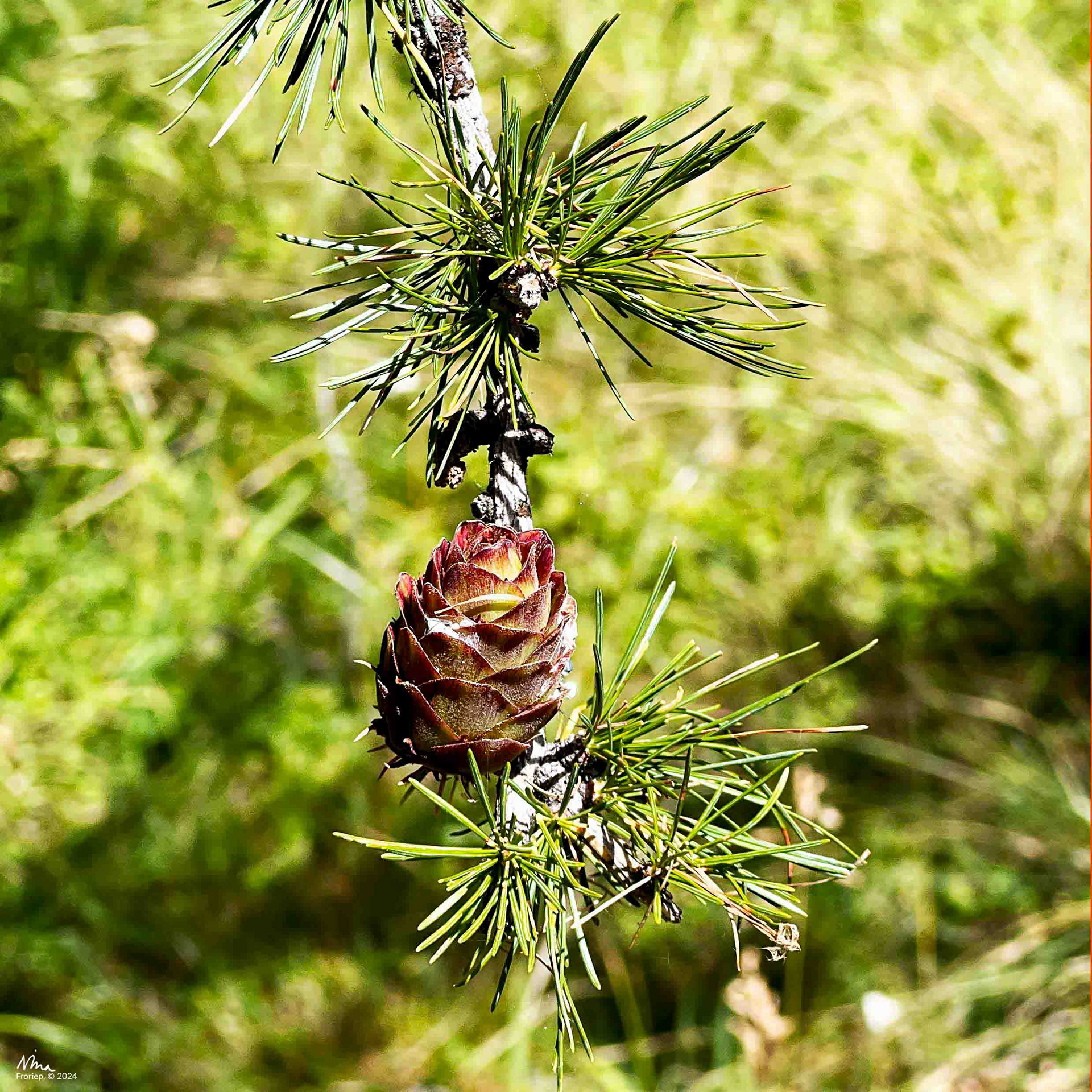 Cone on a Tree - 2022 - iPhone 13pro