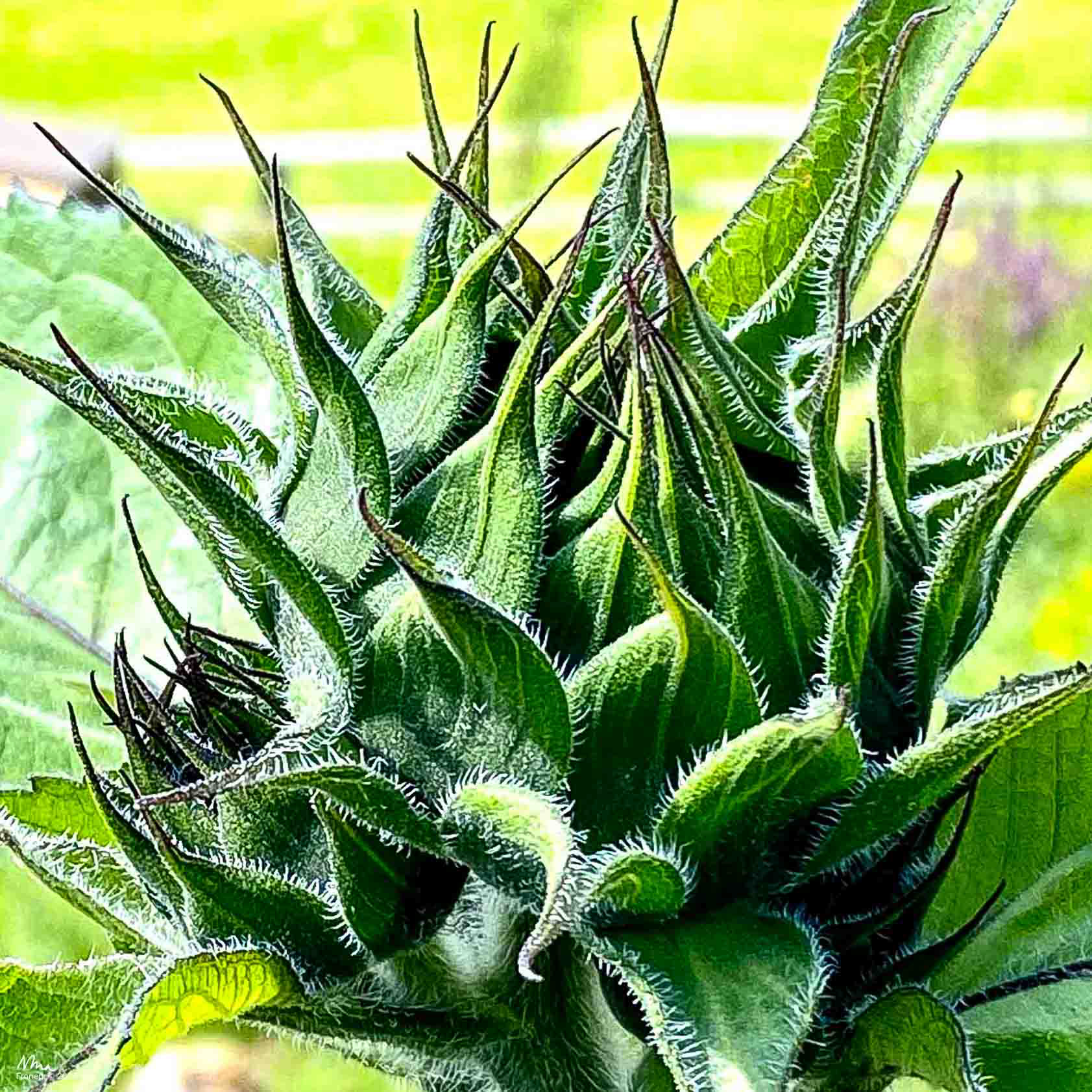 Sunflower-in-the-making, Vigilius, South Tirol, Italy - 2021 - iPhone 11pro