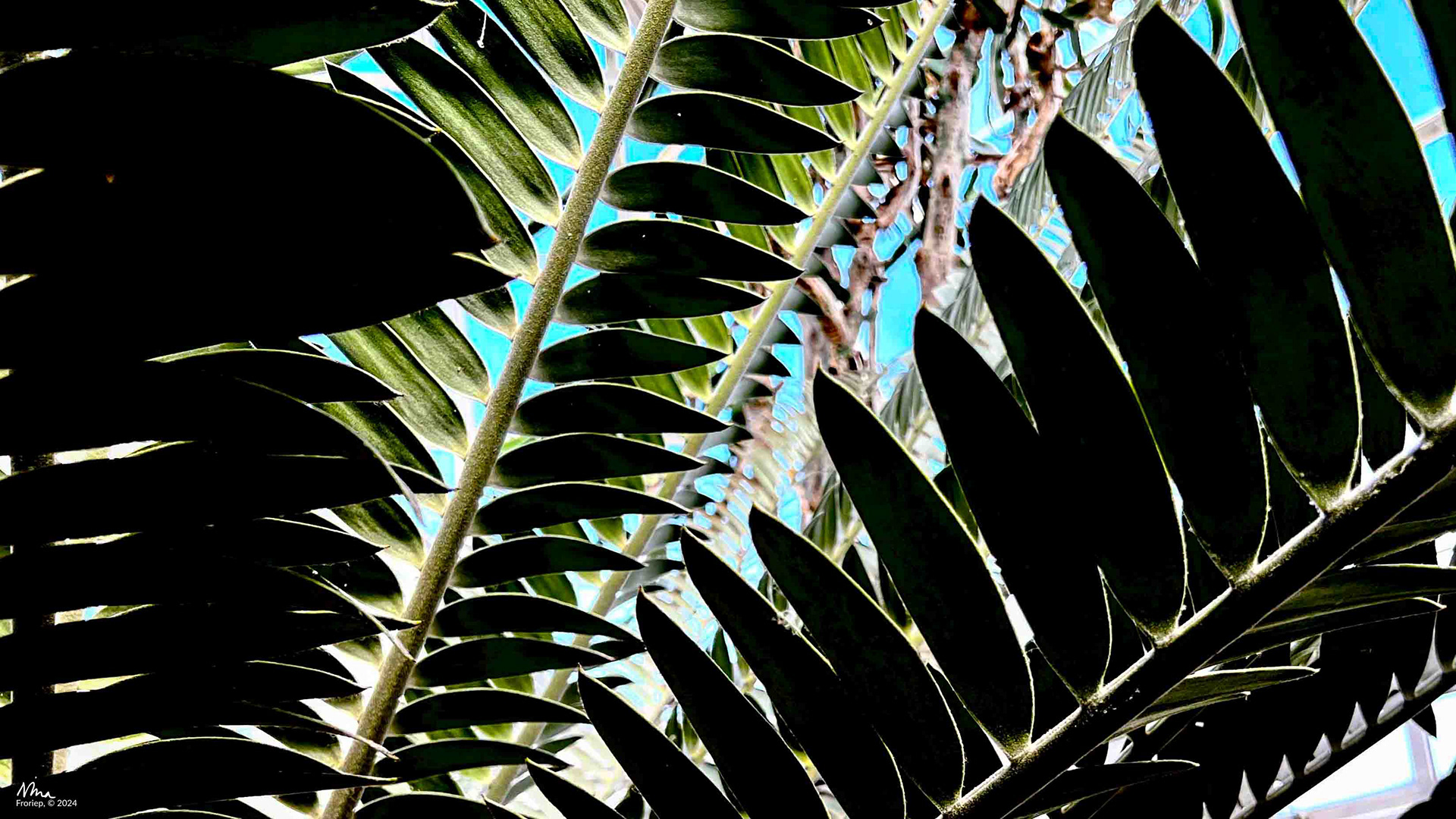 Orchid Show - Botanical Gardens, Bronx, NY - 2023 - iPhone 13pro