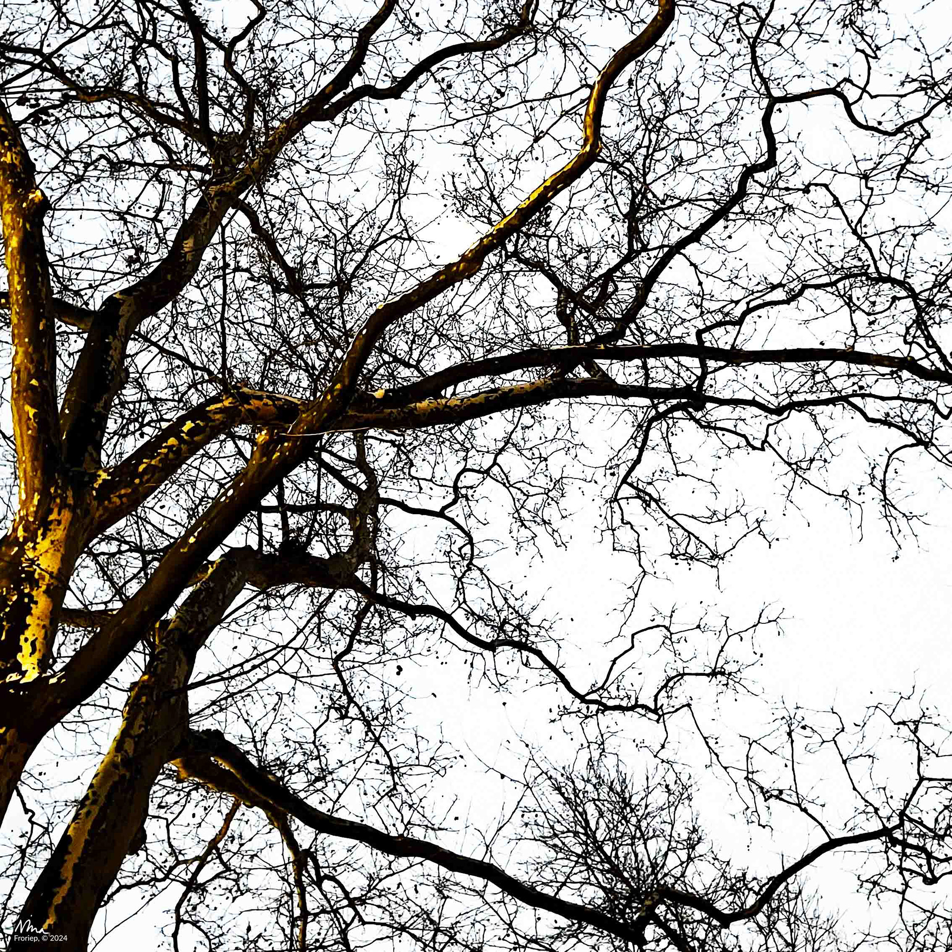 Naked Tree - Morningside Park, Harlem NY - 2023 - iPhone 13pro