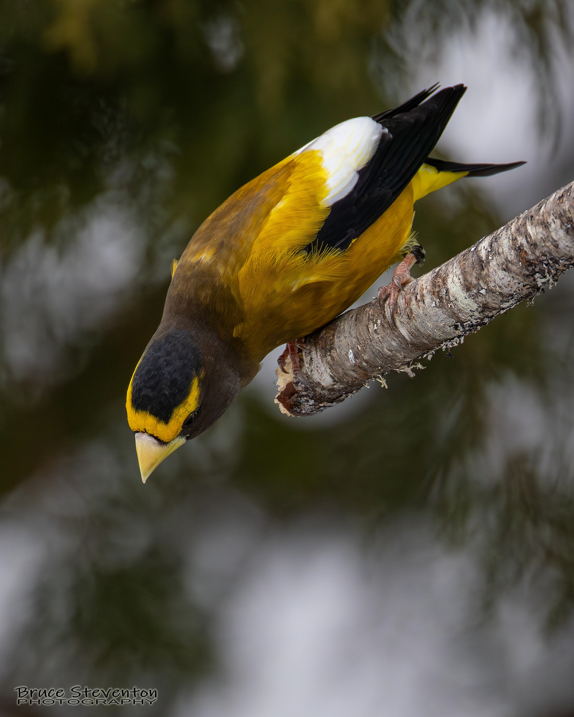 Evening Grosbeak