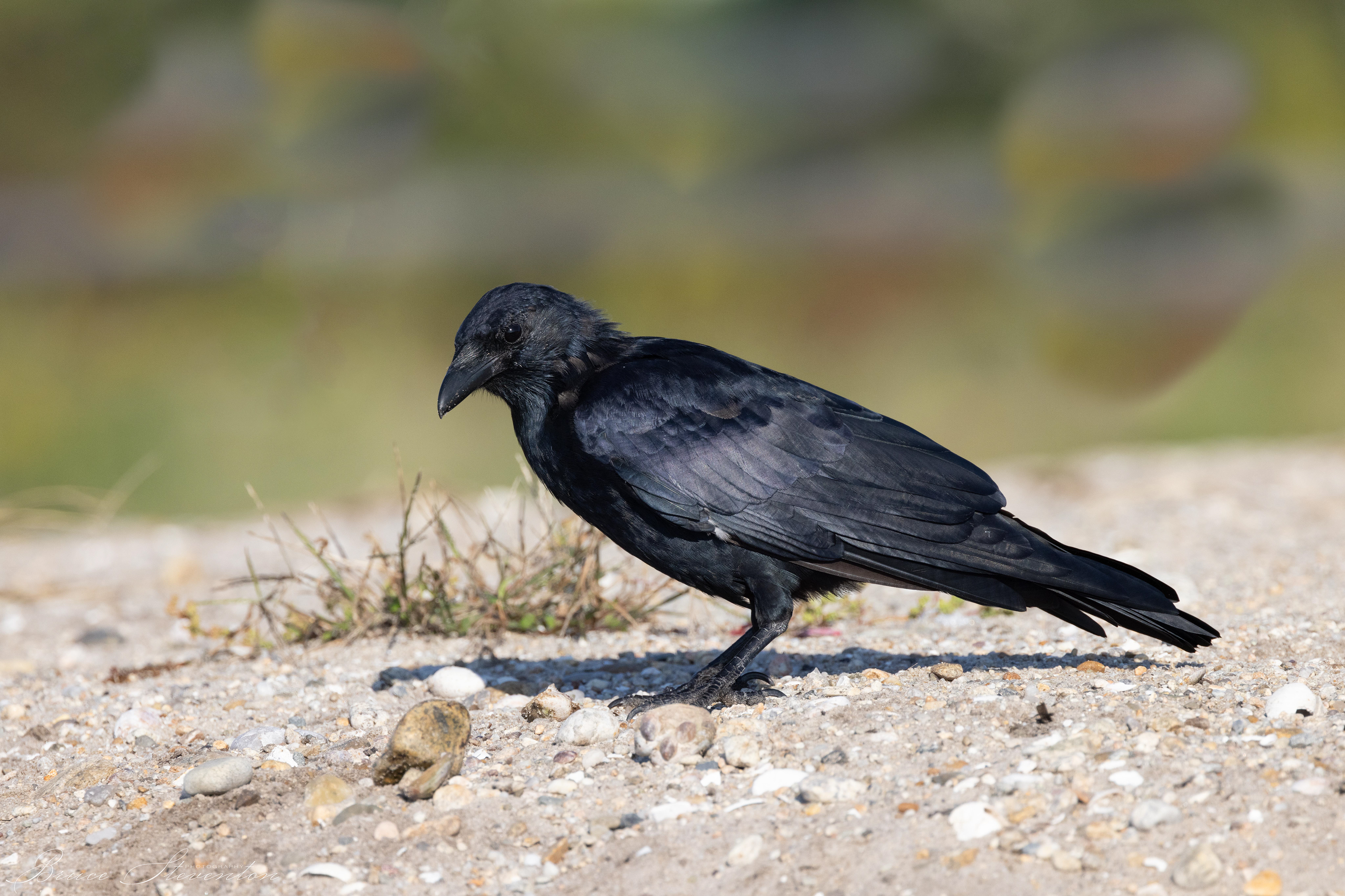 Fish Crow
